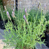 Lavanda Francesa