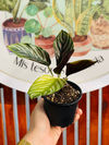 Calathea Ornata