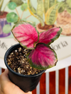 Calathea Purple Rose