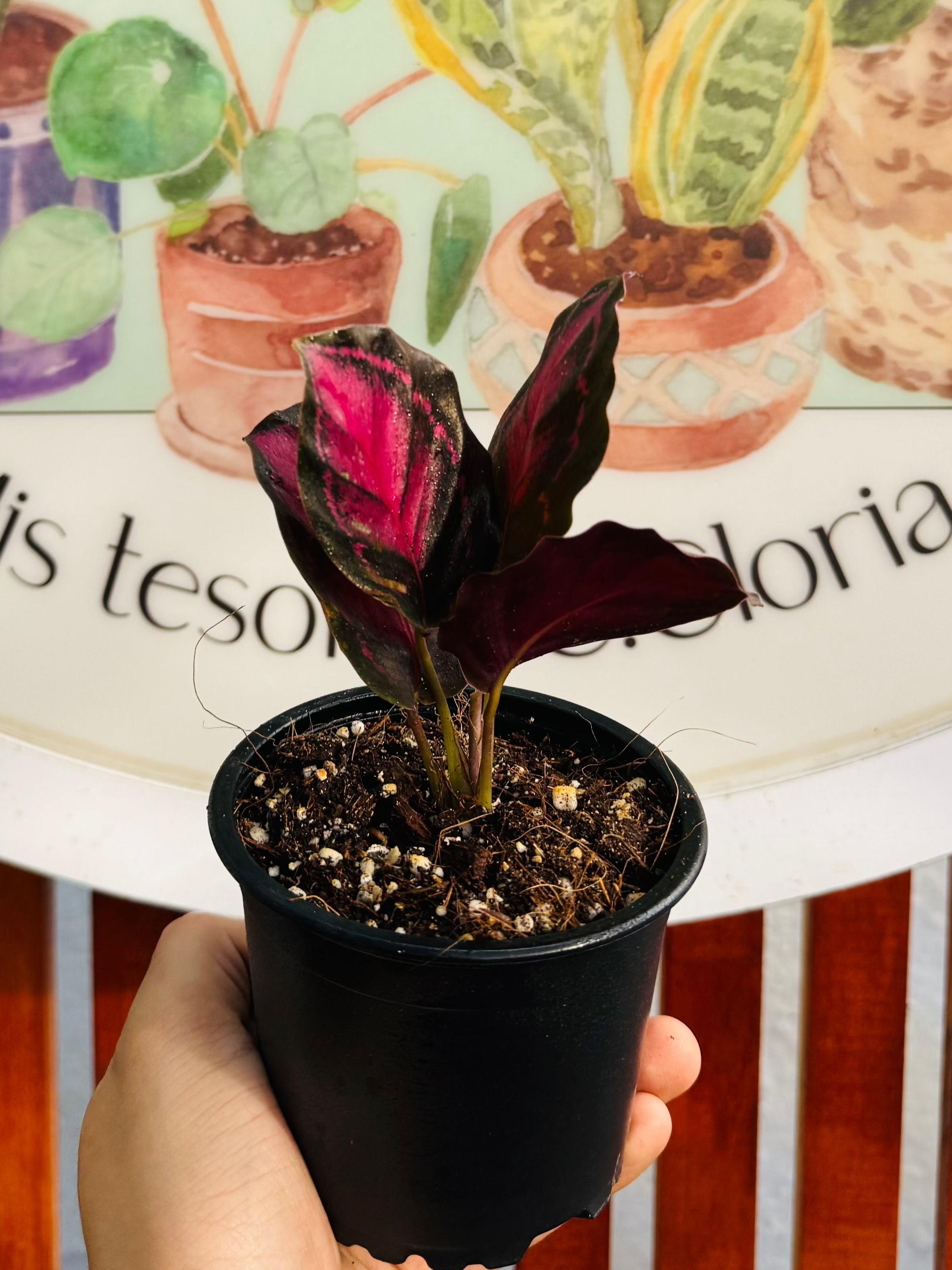 Calathea
