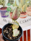 Calathea Picturata Silver Plate