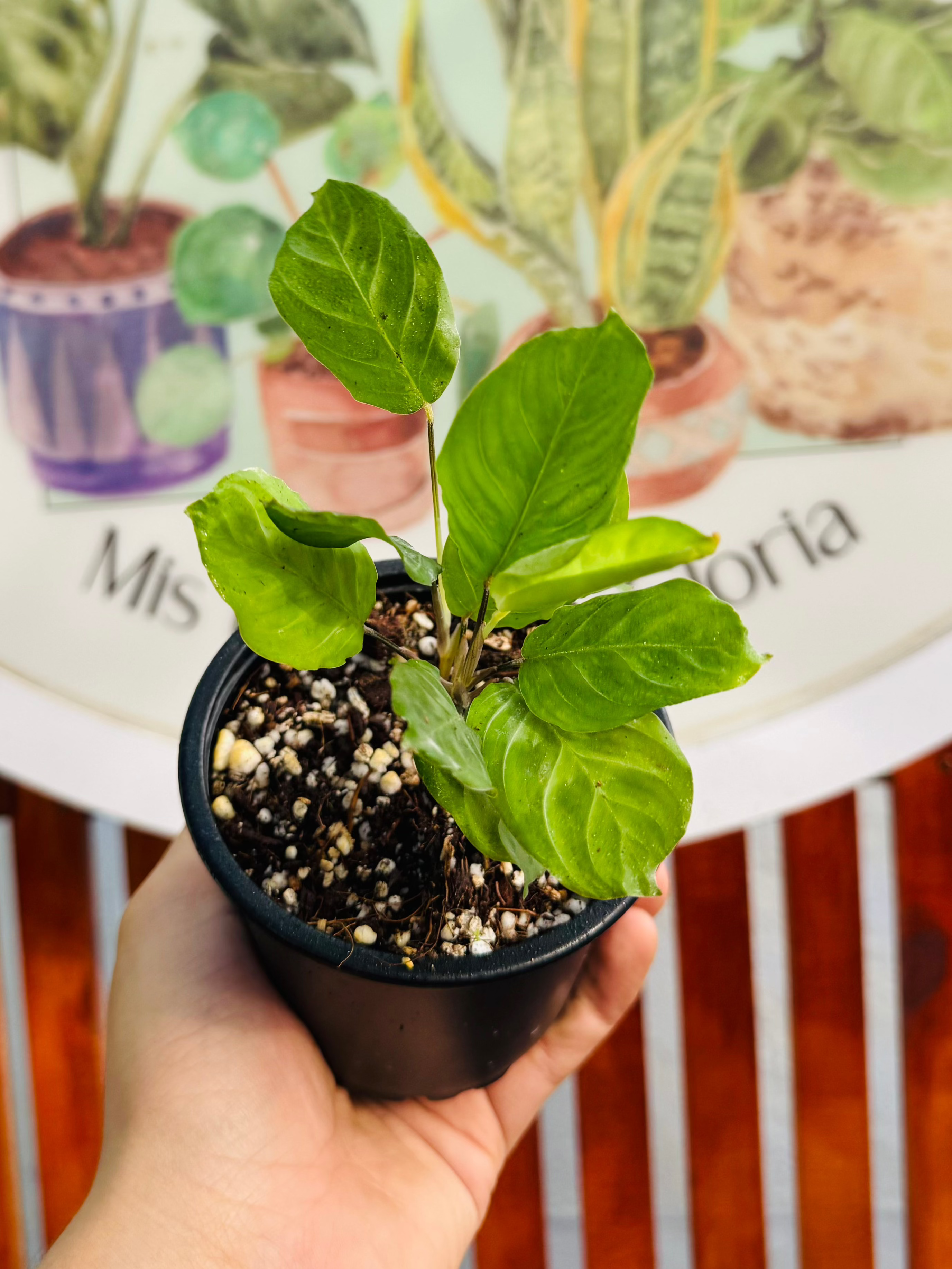 Maranta Cat Moustache