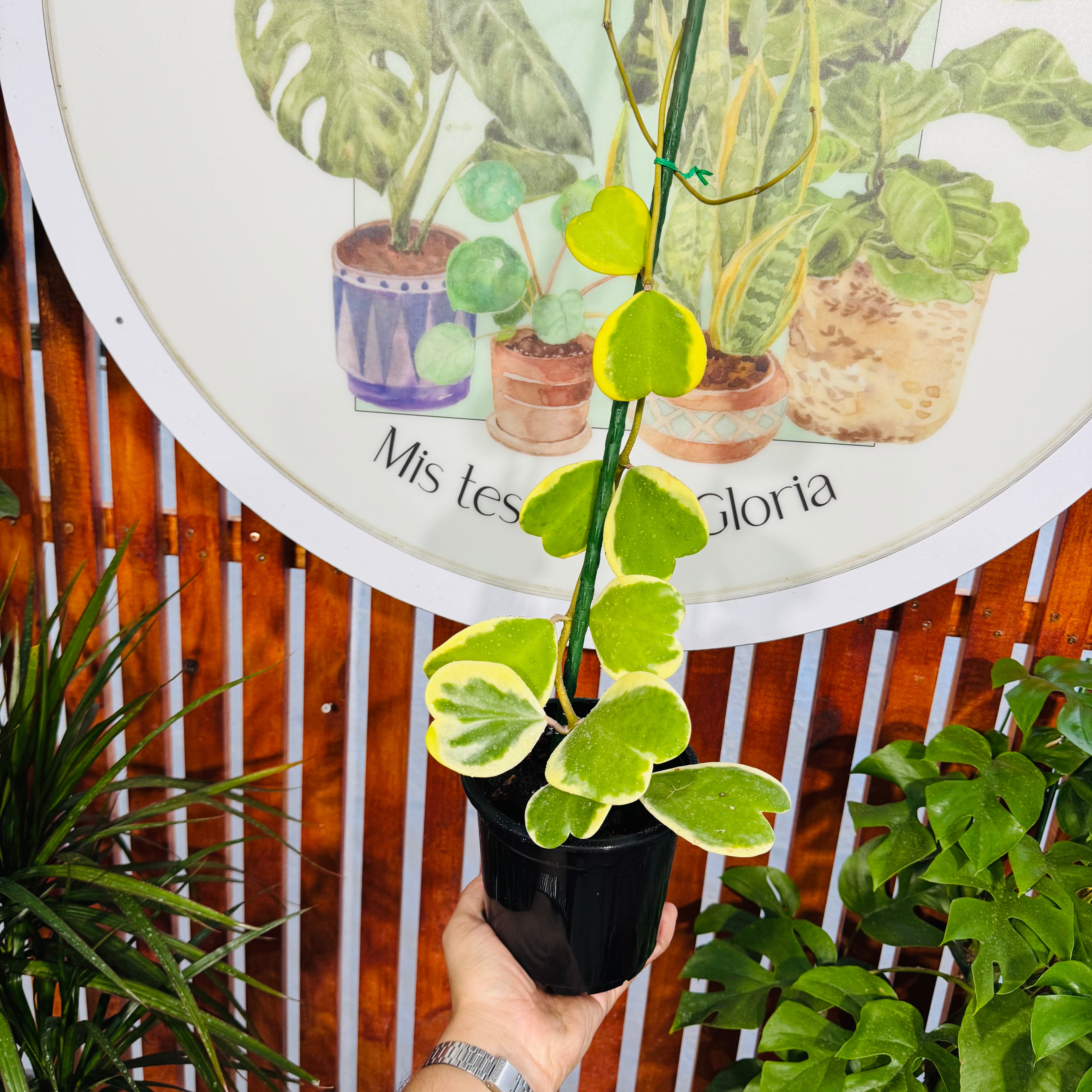 Hoya Kerrii Variegada