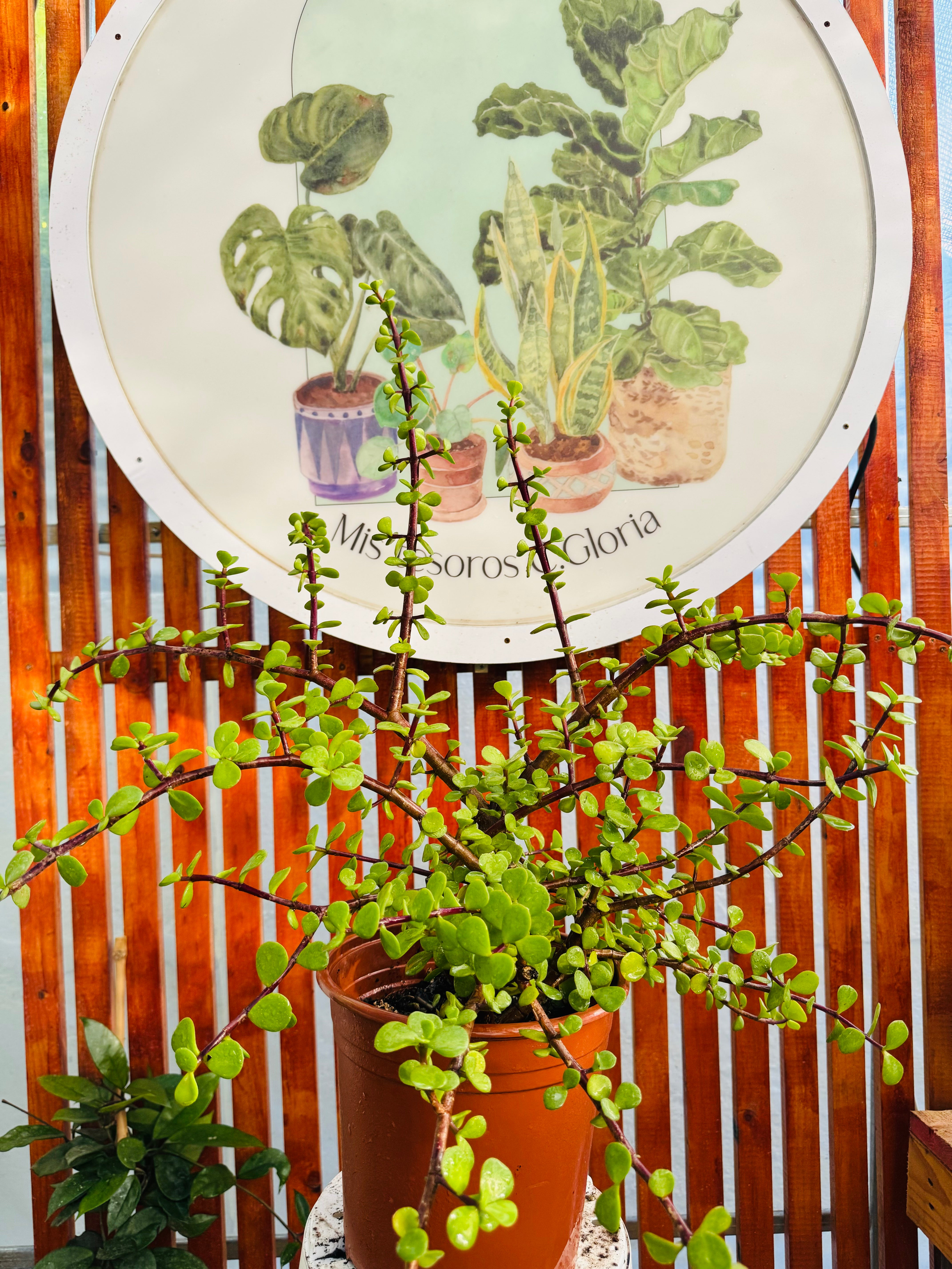 Portulacaria Afra - Jade palo Chino