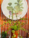 Portulacaria Afra - Jade palo Chino