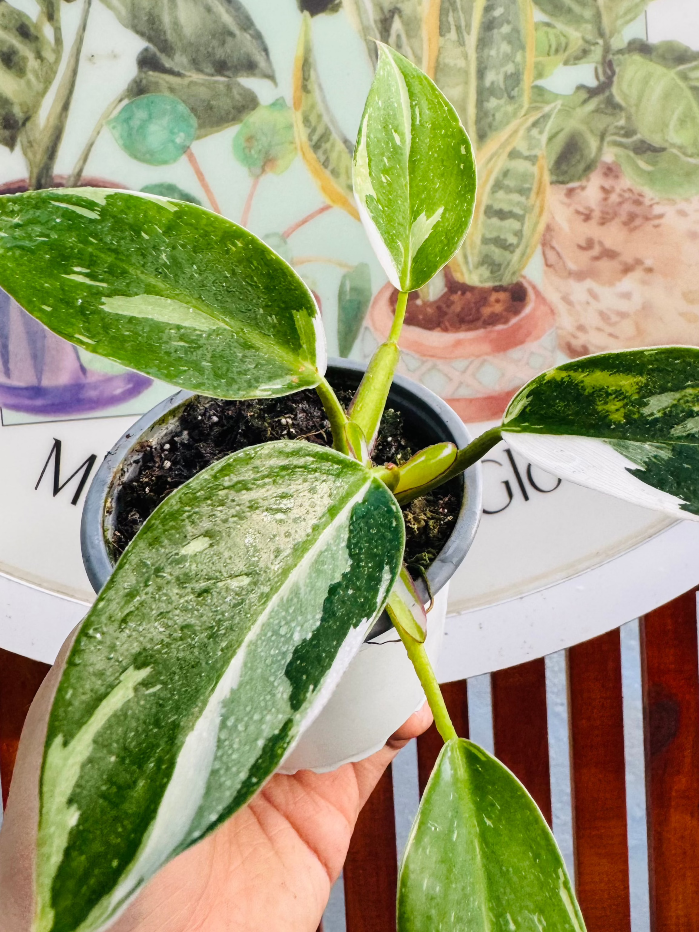 Philodendro White Princess