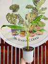 Musa Florida Variegada