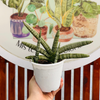 Sansevieria Boncel c/hijos