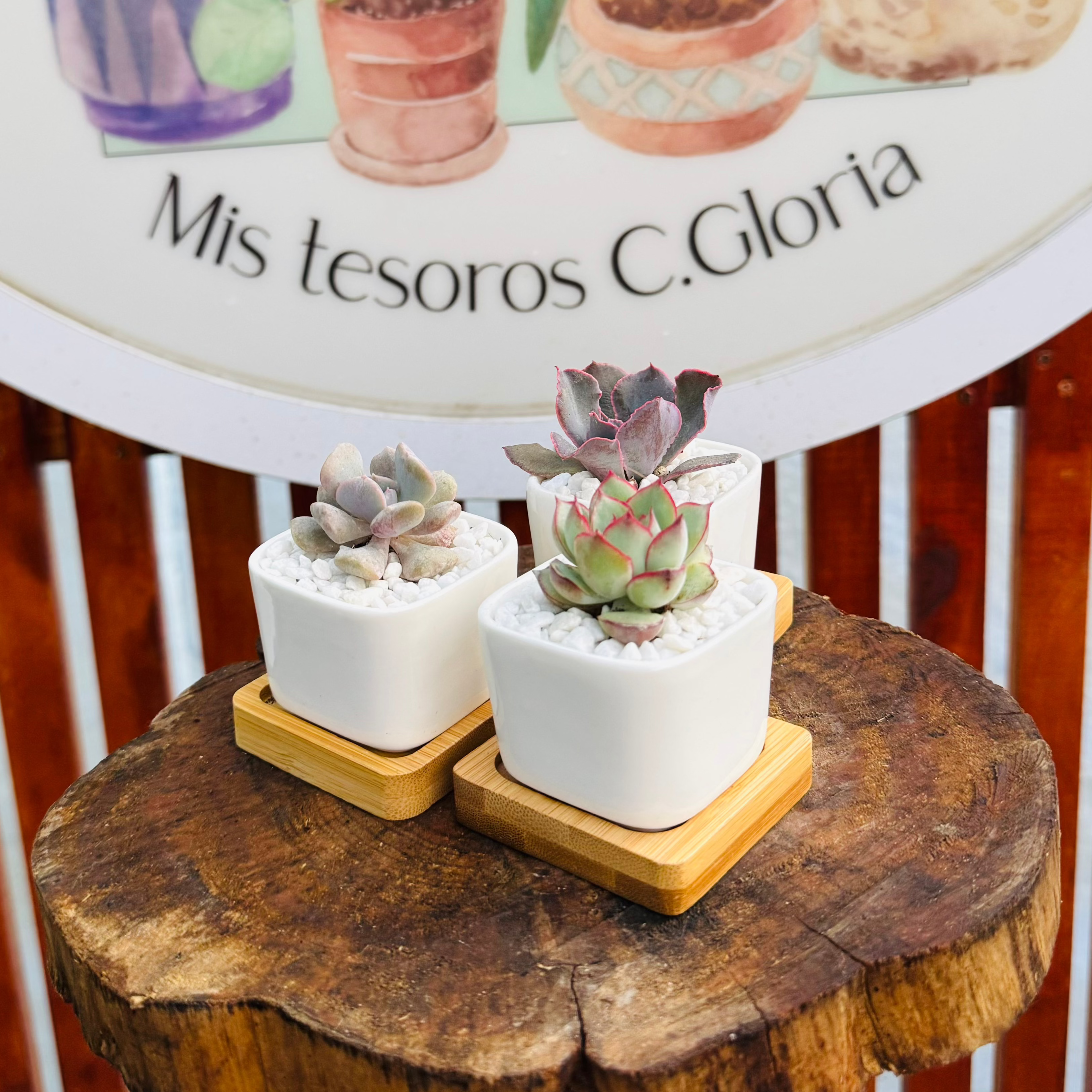 Set 3 mini suculentas