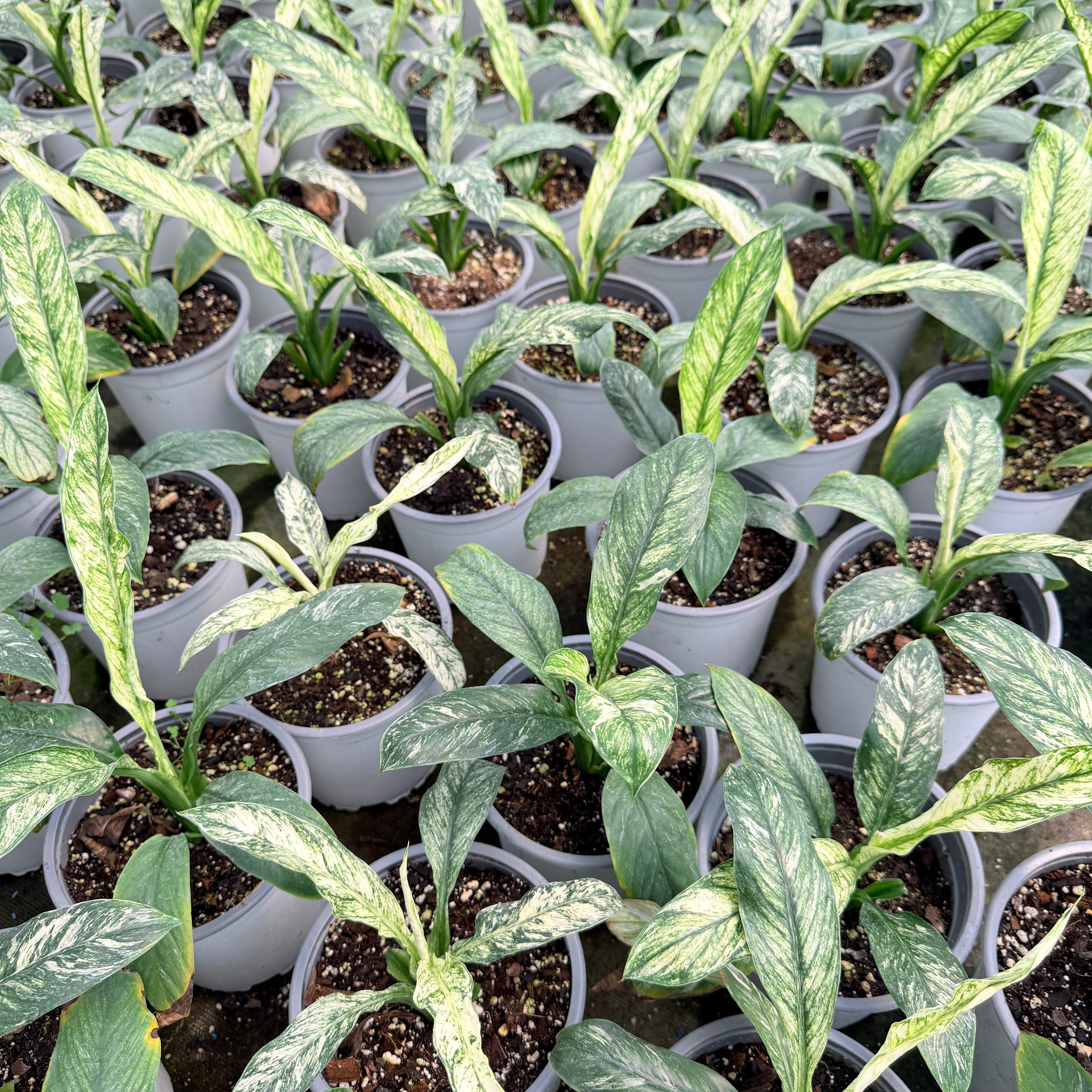 Vivero Mis Tesoros C Gloria