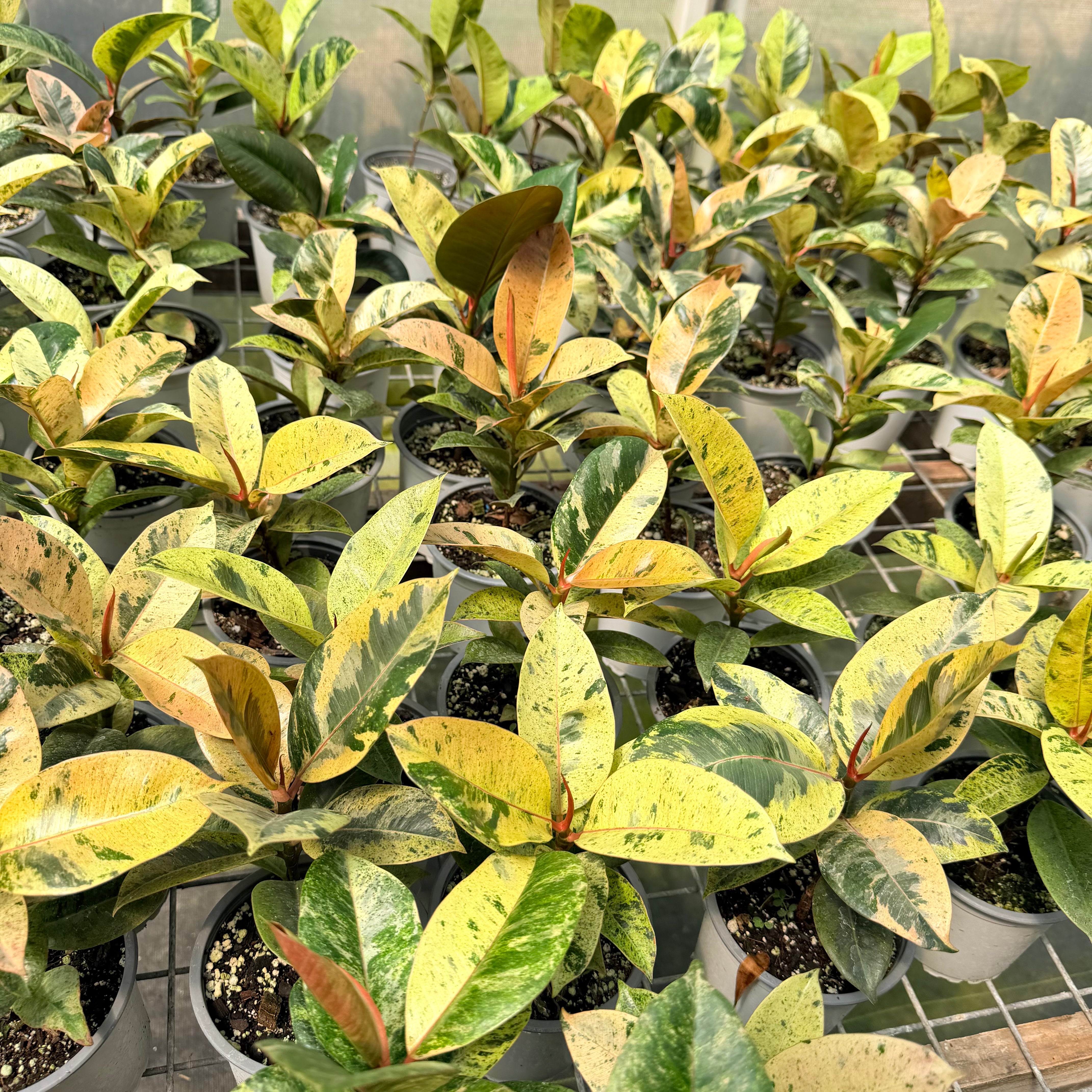 Vivero Mis Tesoros C Gloria