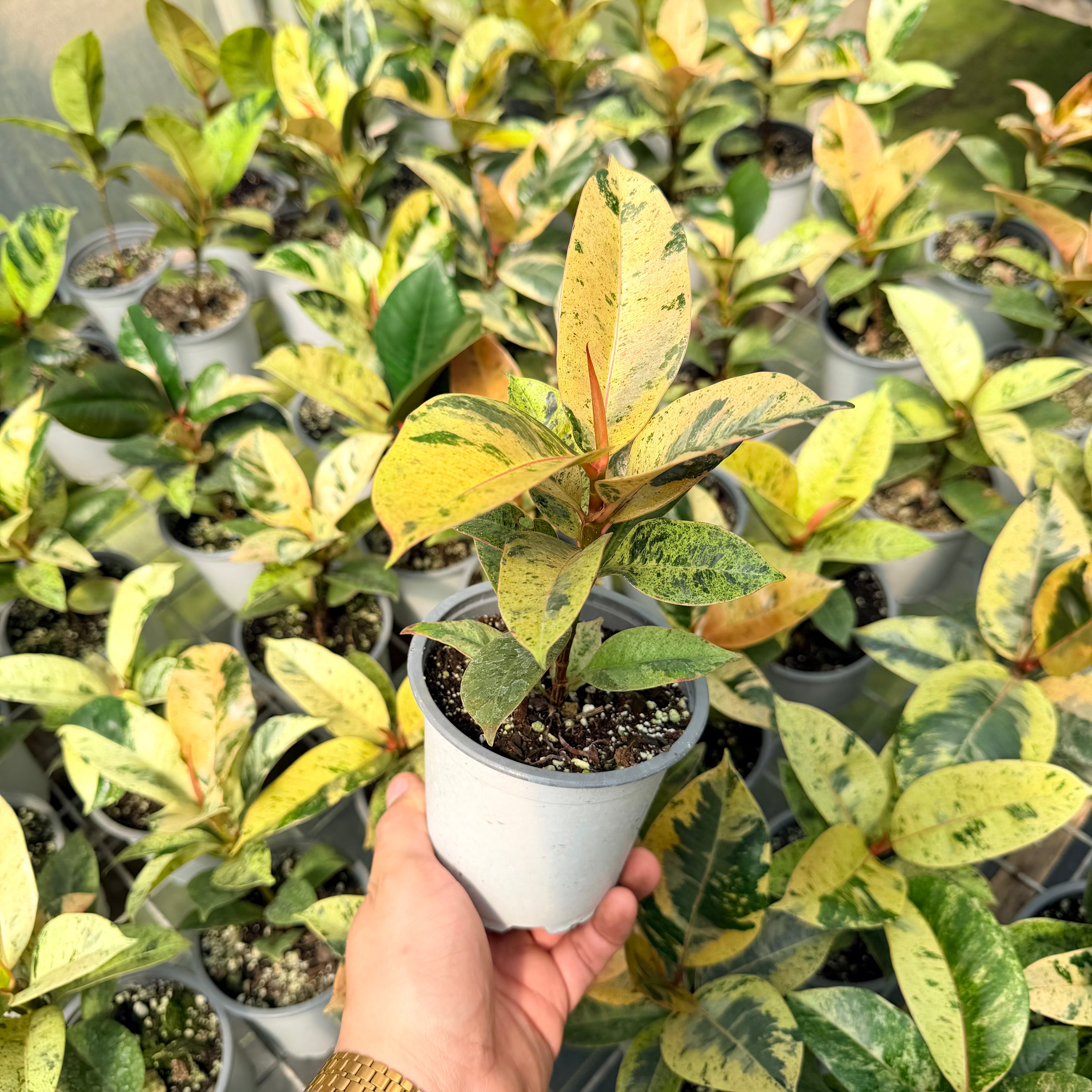 Vivero Mis Tesoros C Gloria