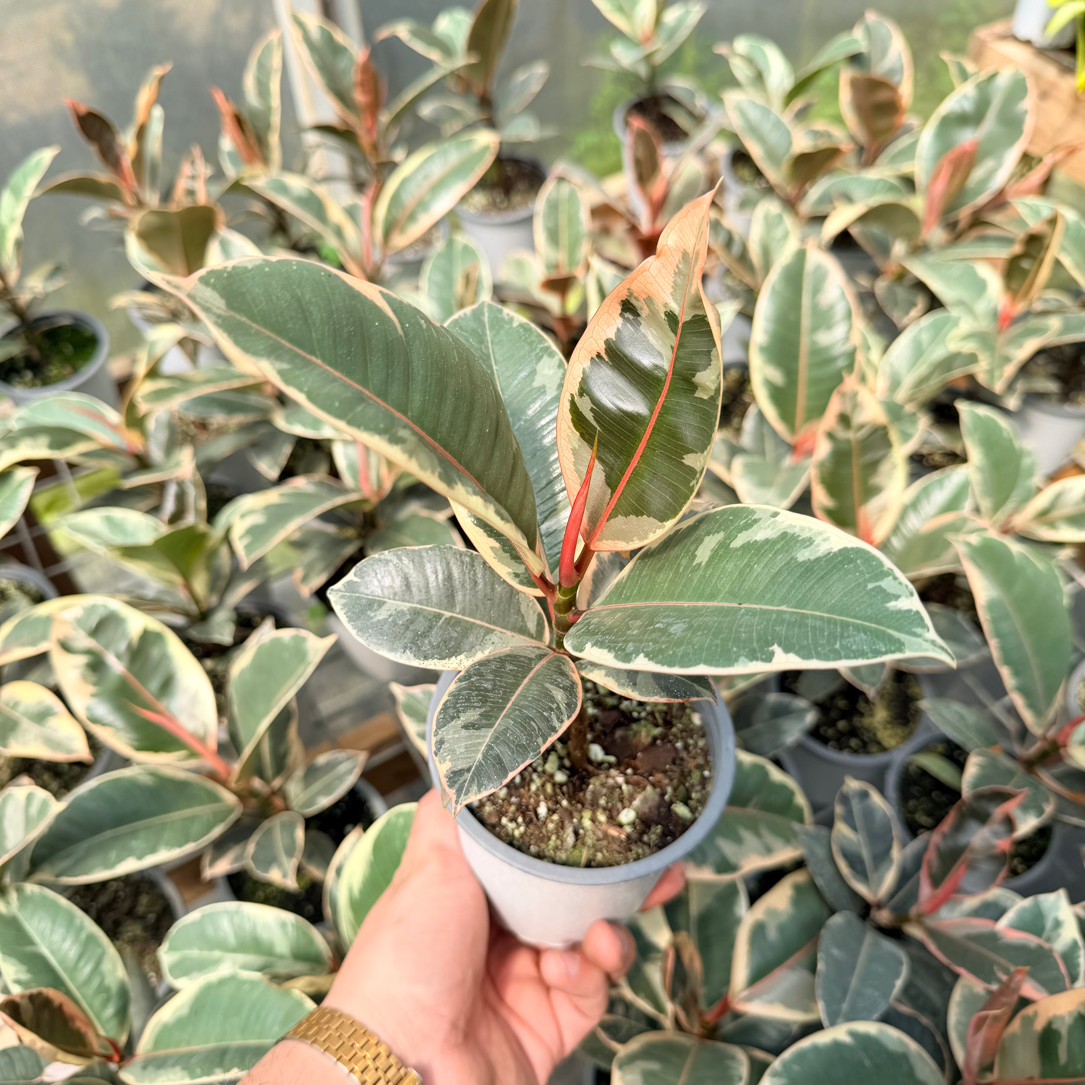 Vivero Mis Tesoros C Gloria