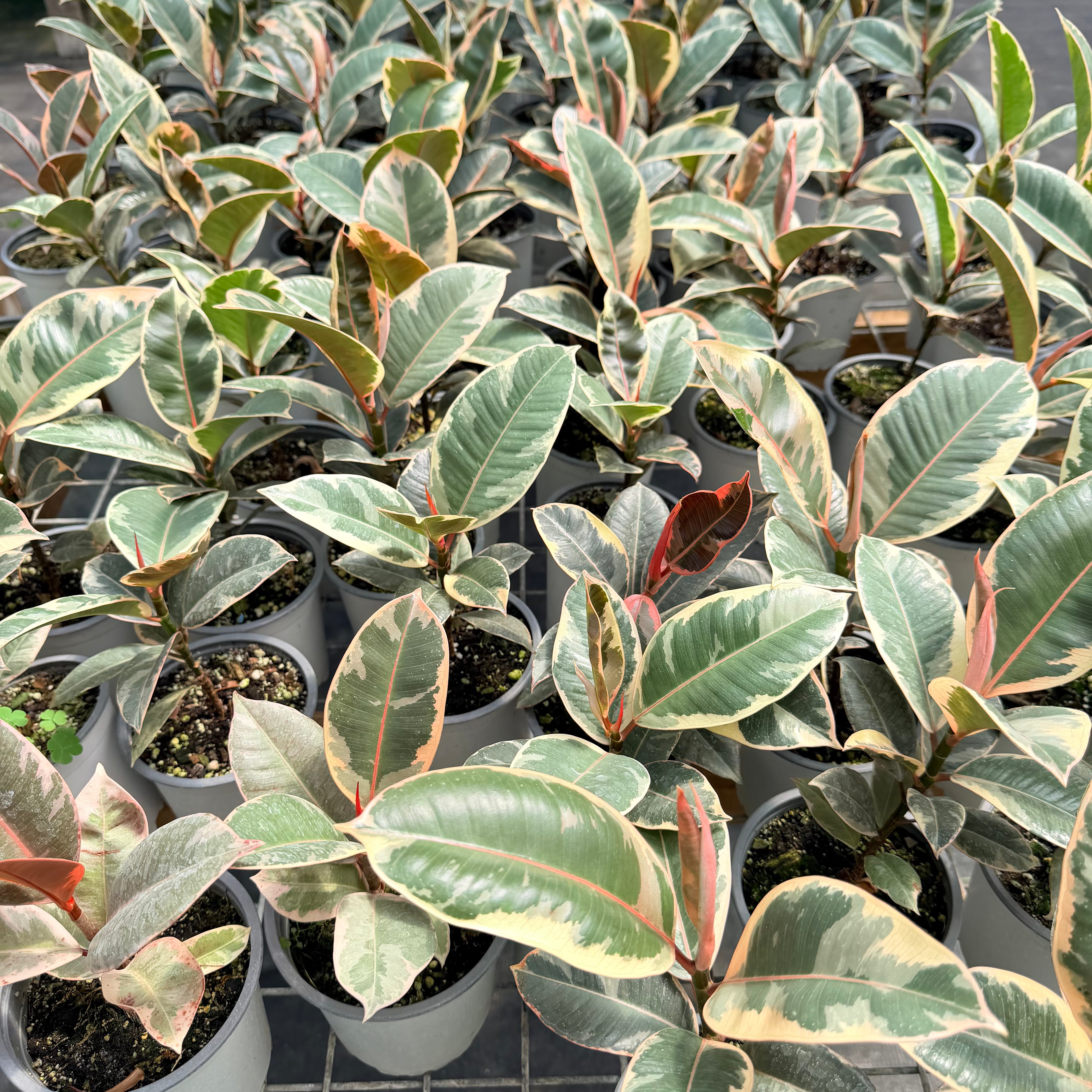 Vivero Mis Tesoros C Gloria