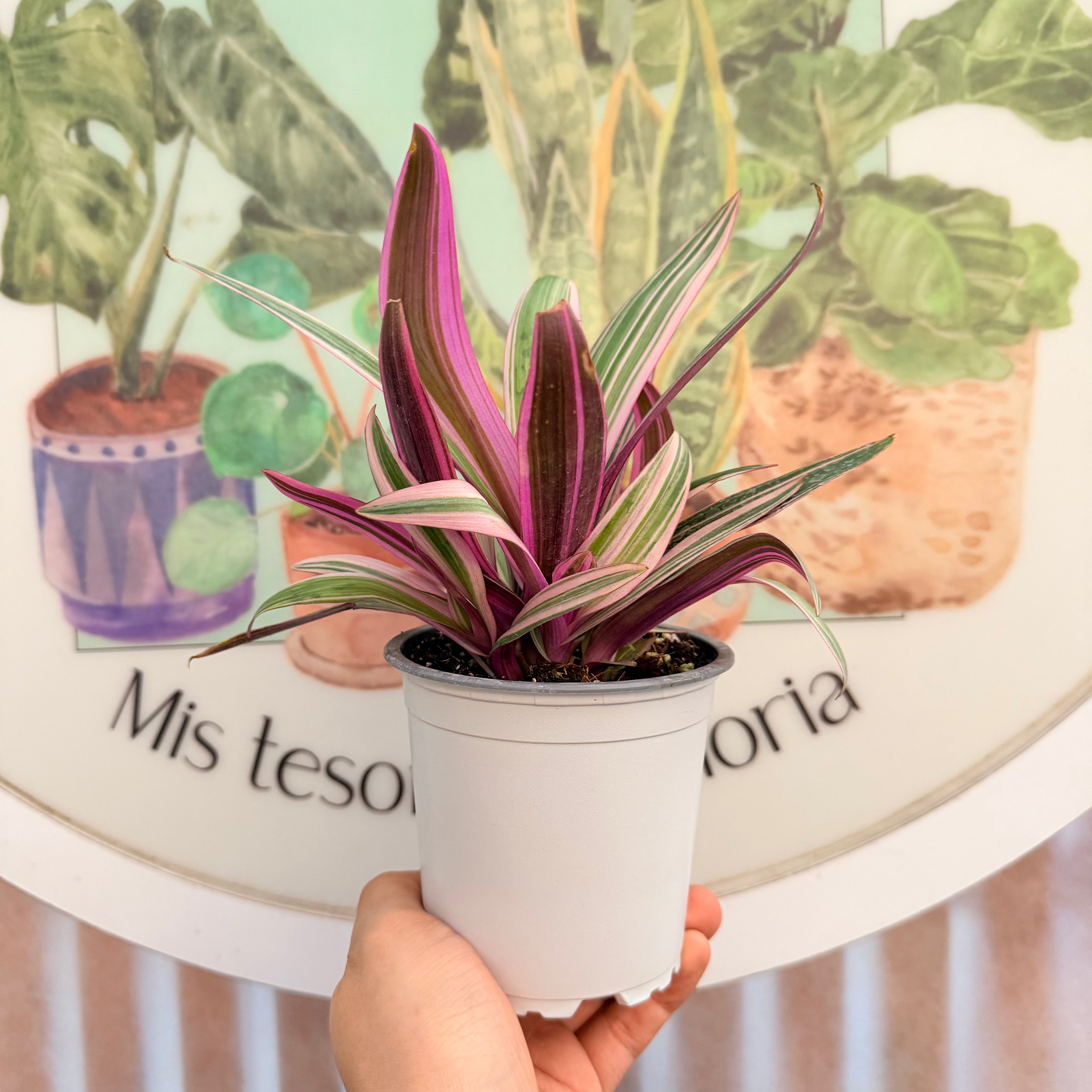 Tradescantia Spathacea