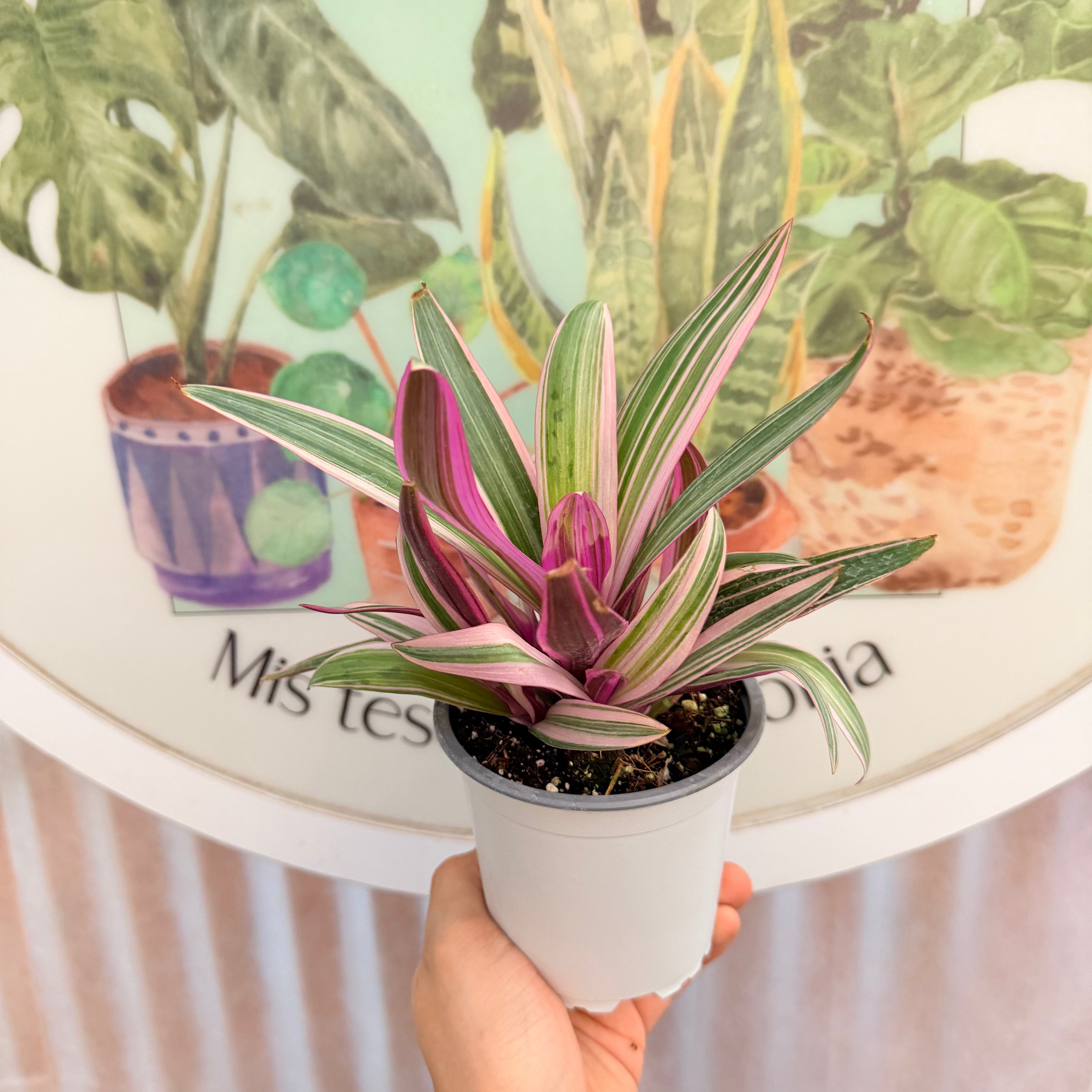 Vivero Mis Tesoros C Gloria