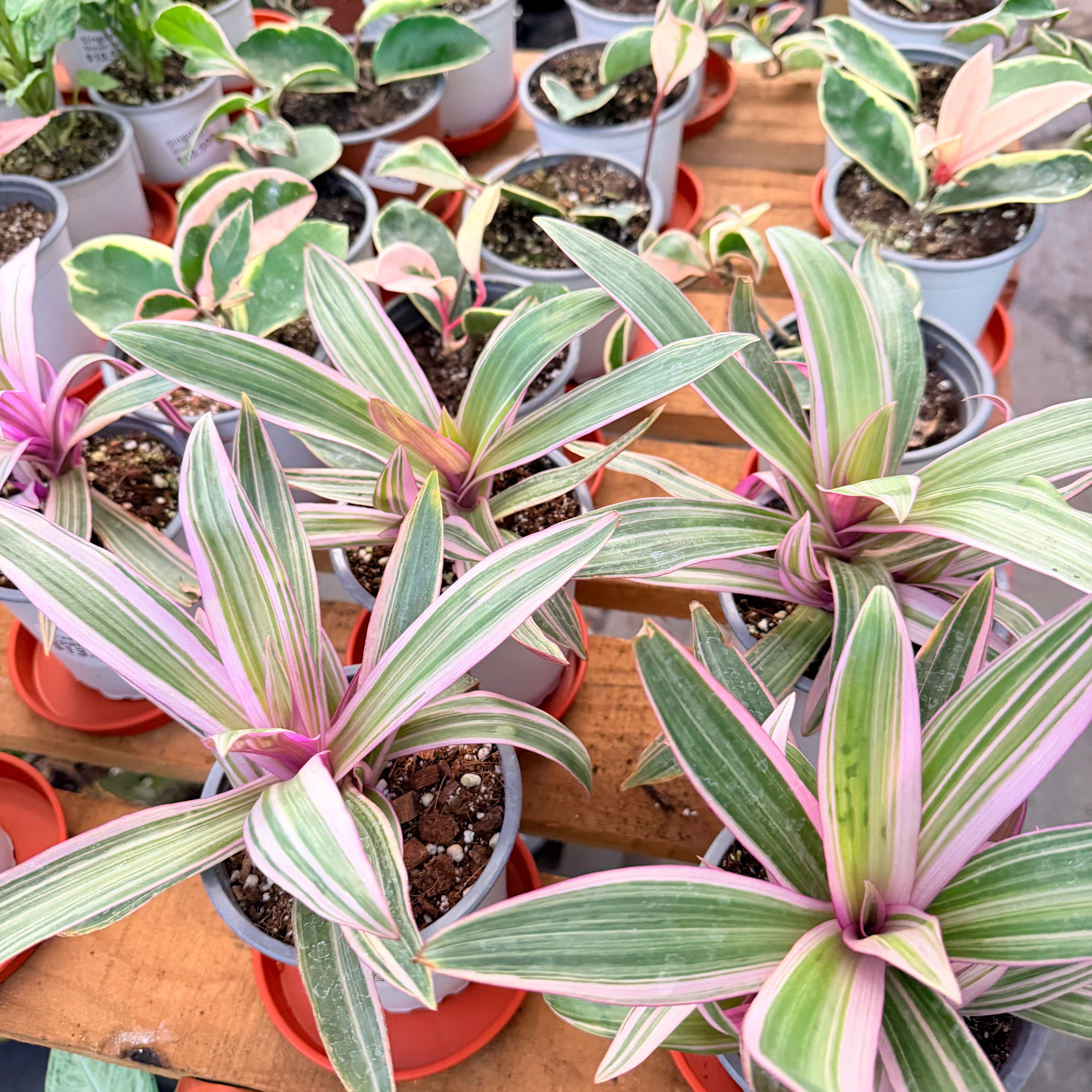 Vivero Mis Tesoros C Gloria