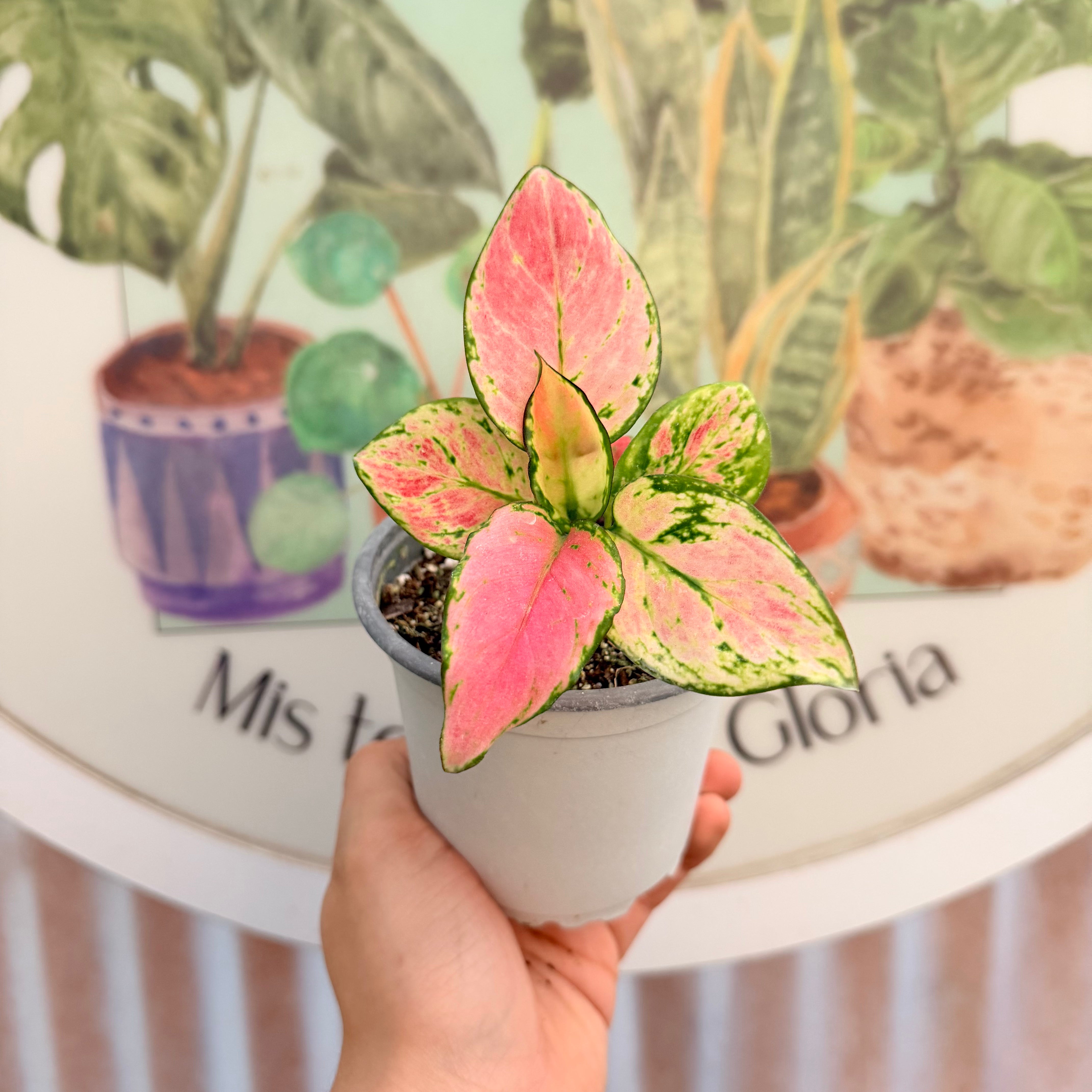 Vivero Mis Tesoros C Gloria