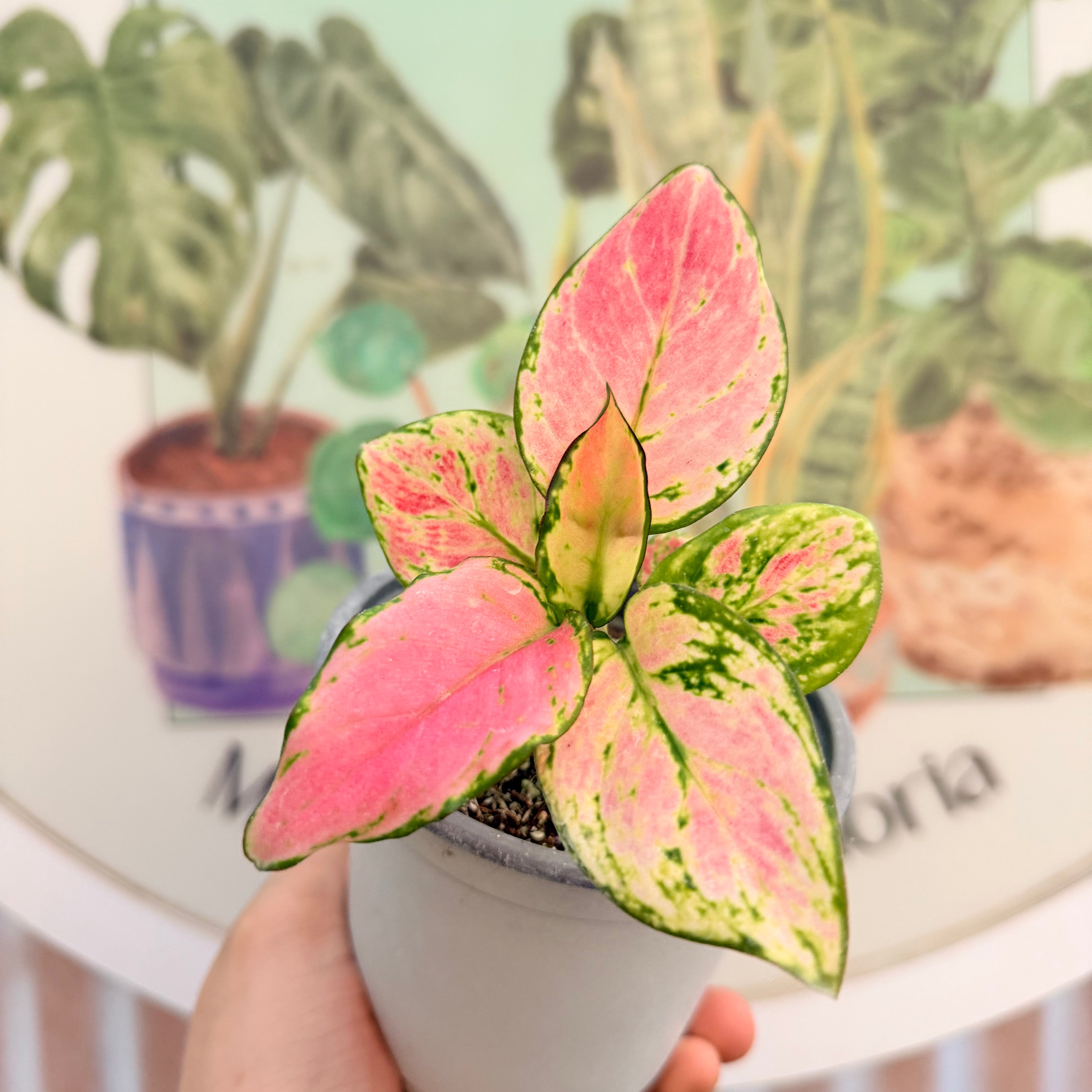 Vivero Mis Tesoros C Gloria