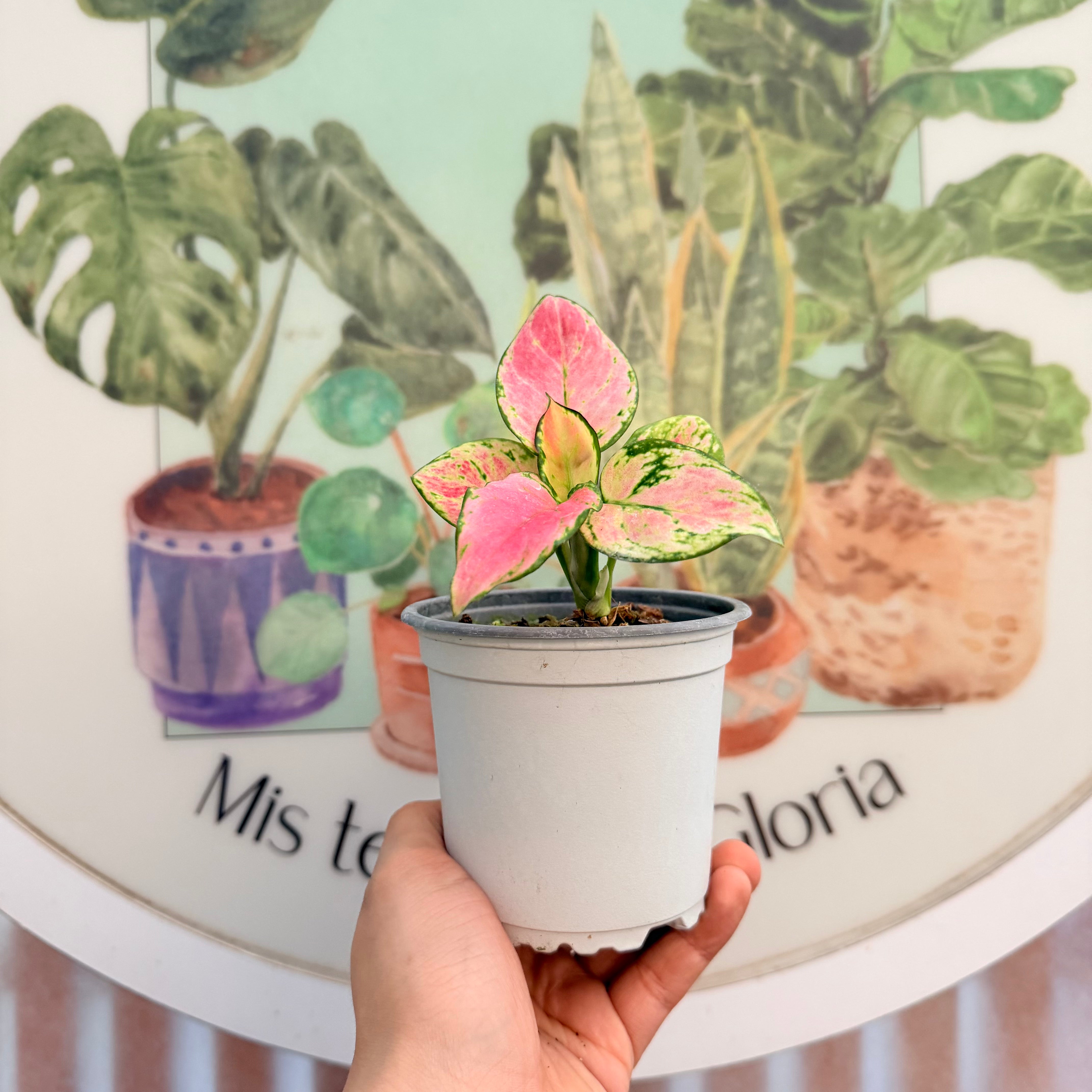 Agloenema Auspicios Red