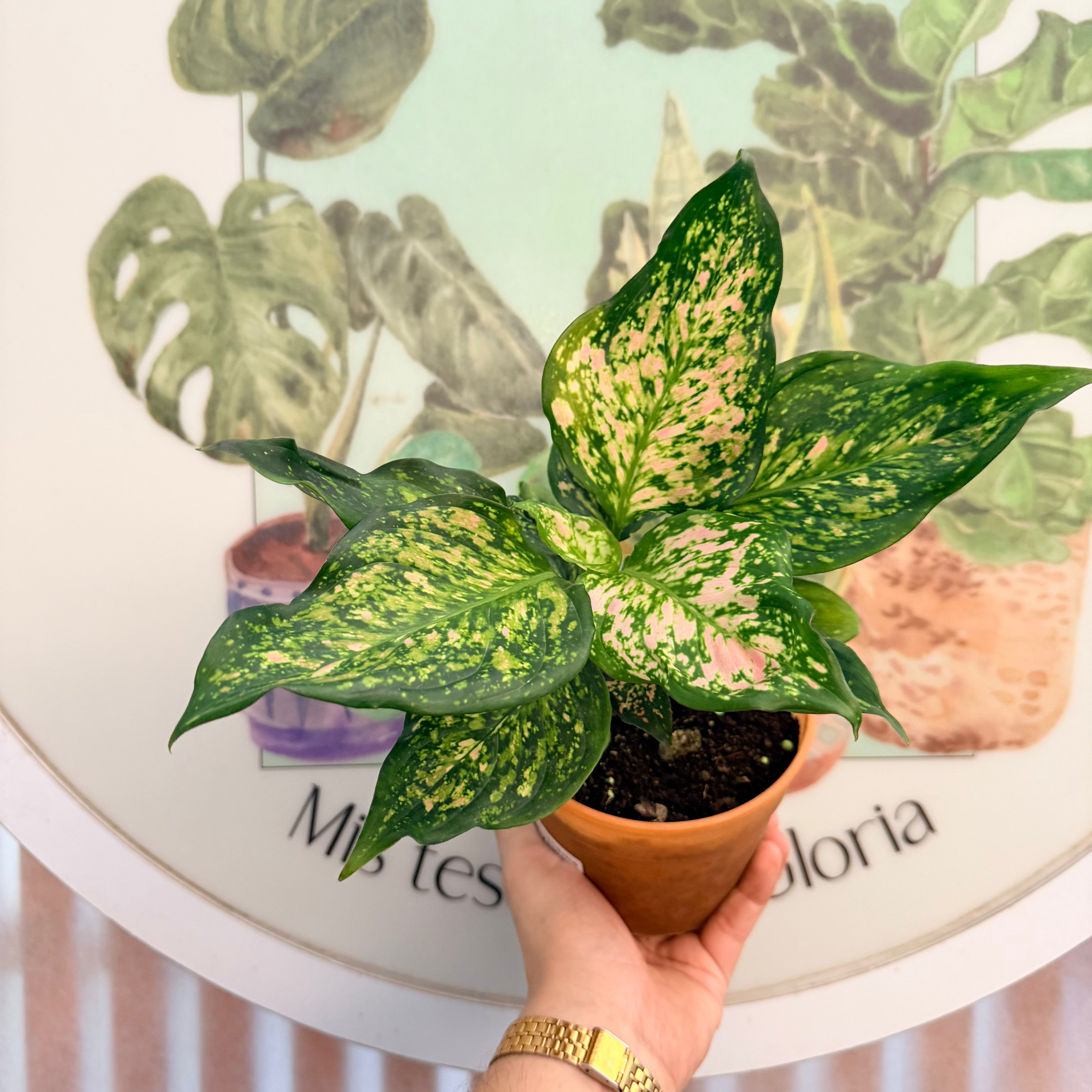 Vivero Mis Tesoros C Gloria