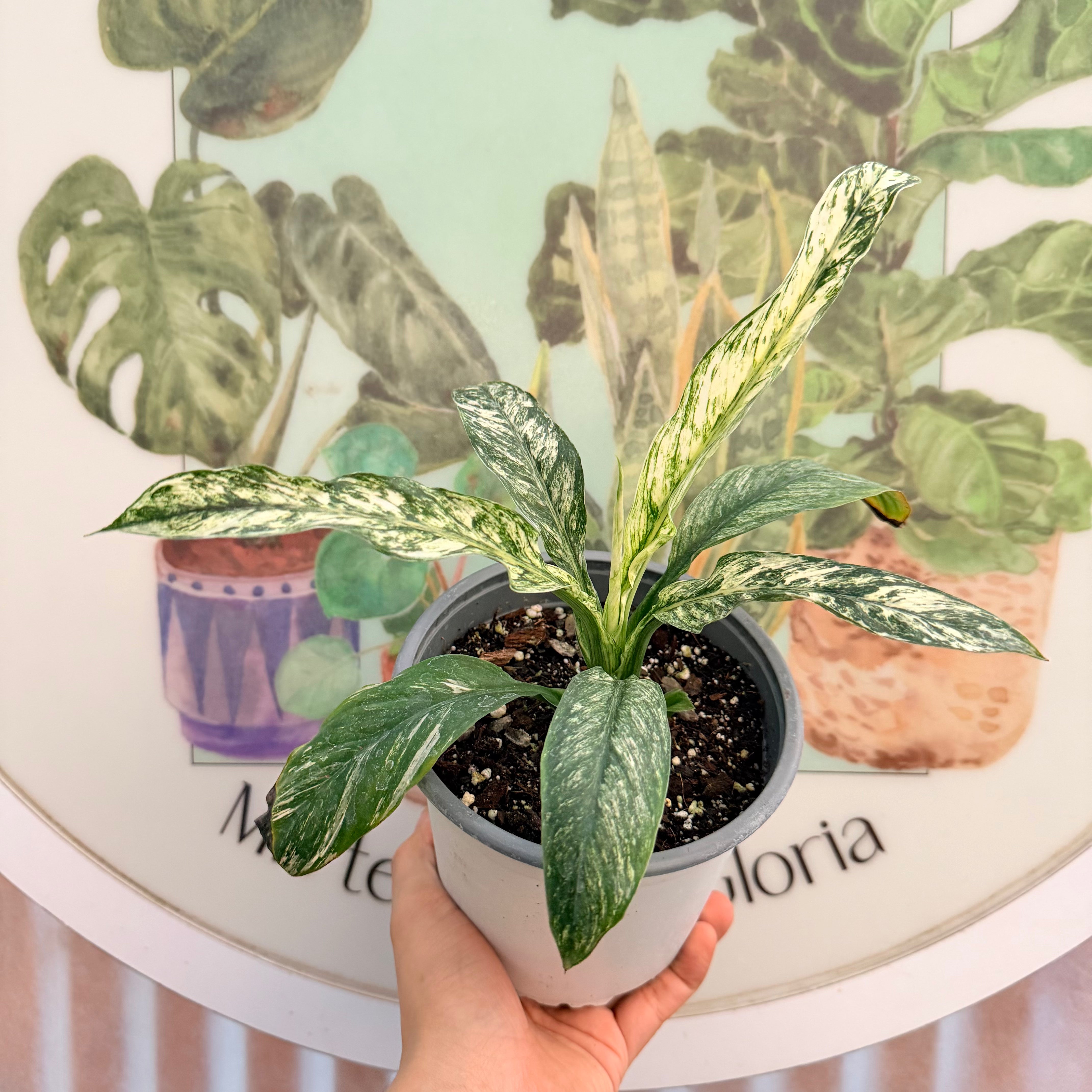 Vivero Mis Tesoros C Gloria