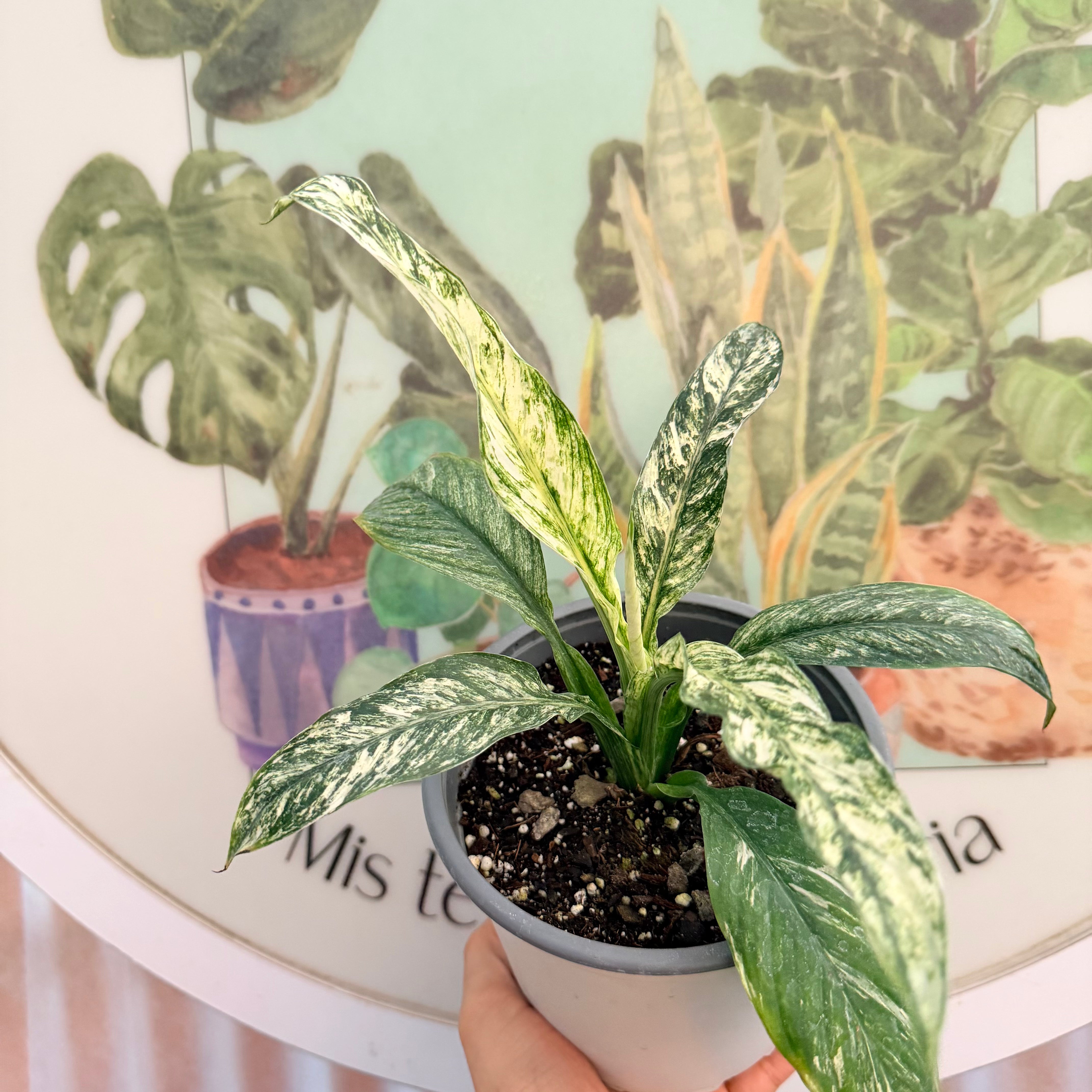 Spatifilium Variegado