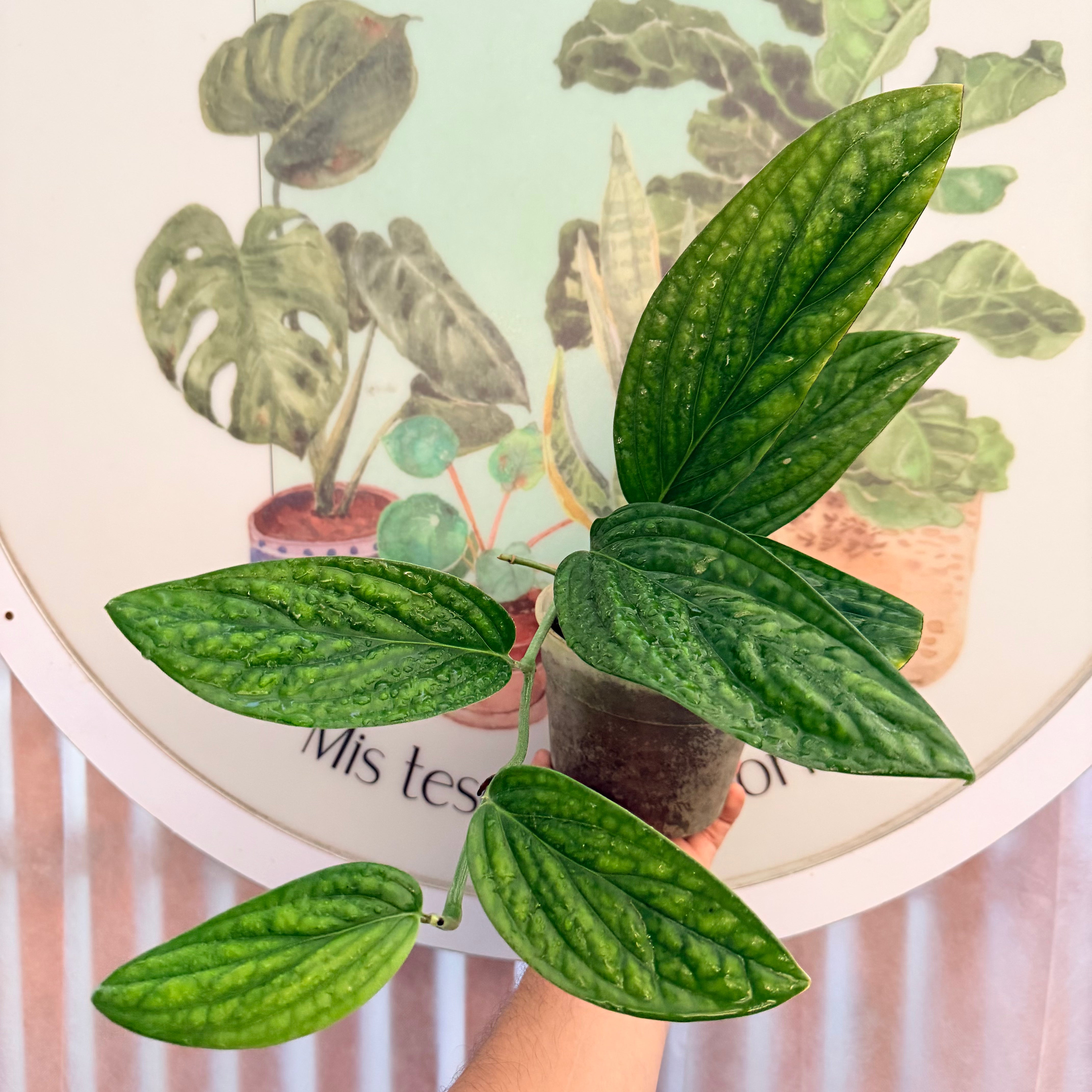 Vivero Mis Tesoros C Gloria