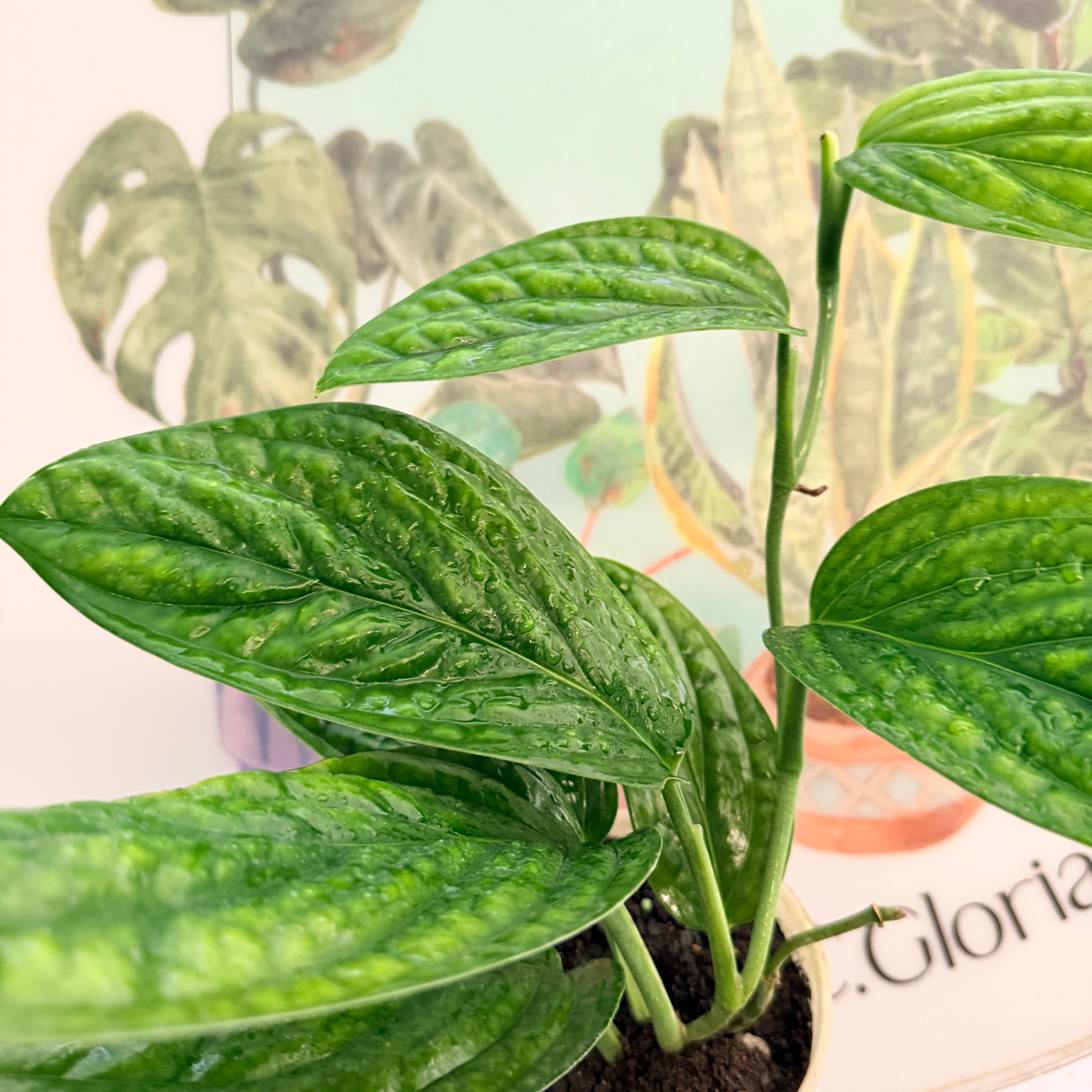 Monstera Perú  - Karstenianum