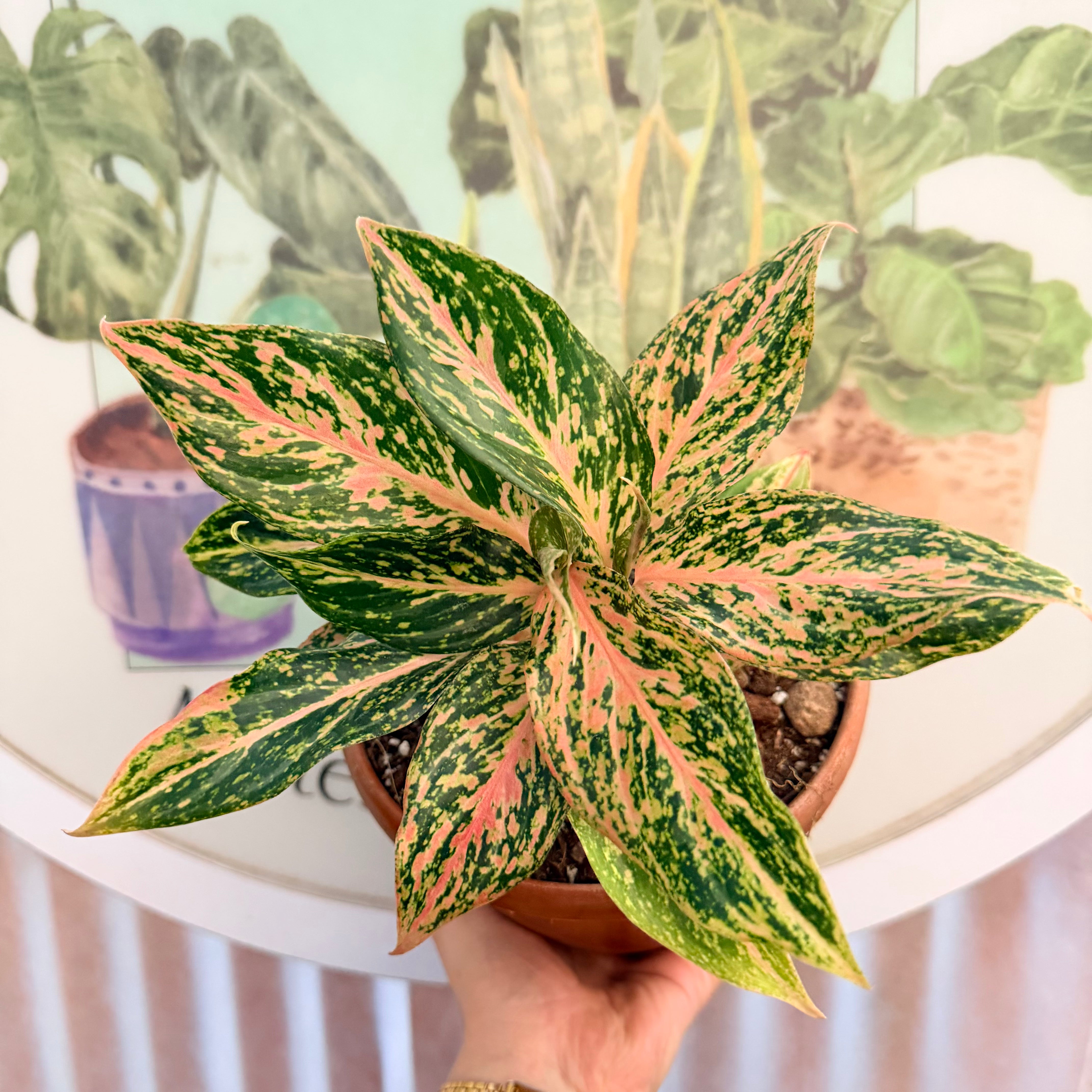 Vivero Mis Tesoros C Gloria