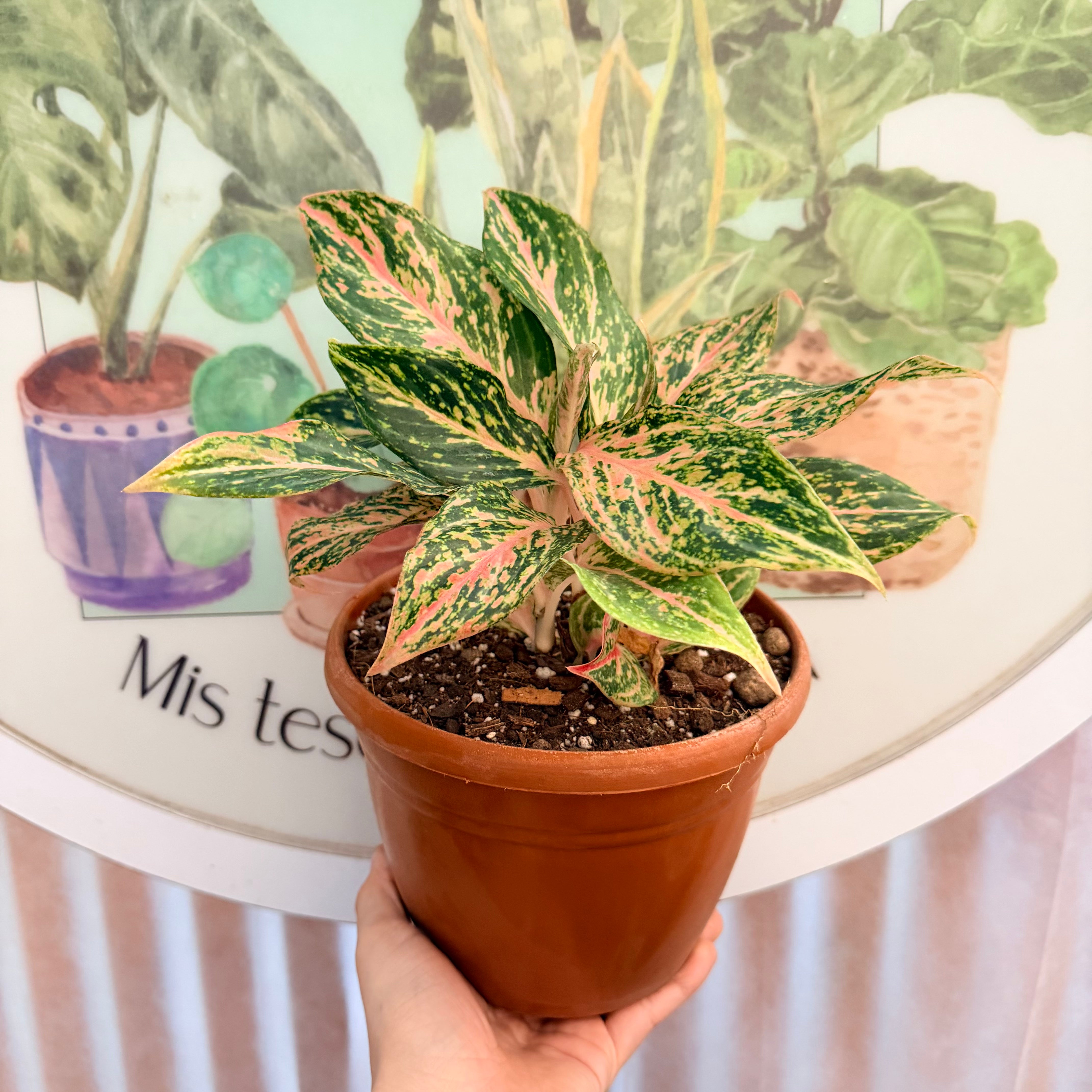 Agloenema Pink Butterfly