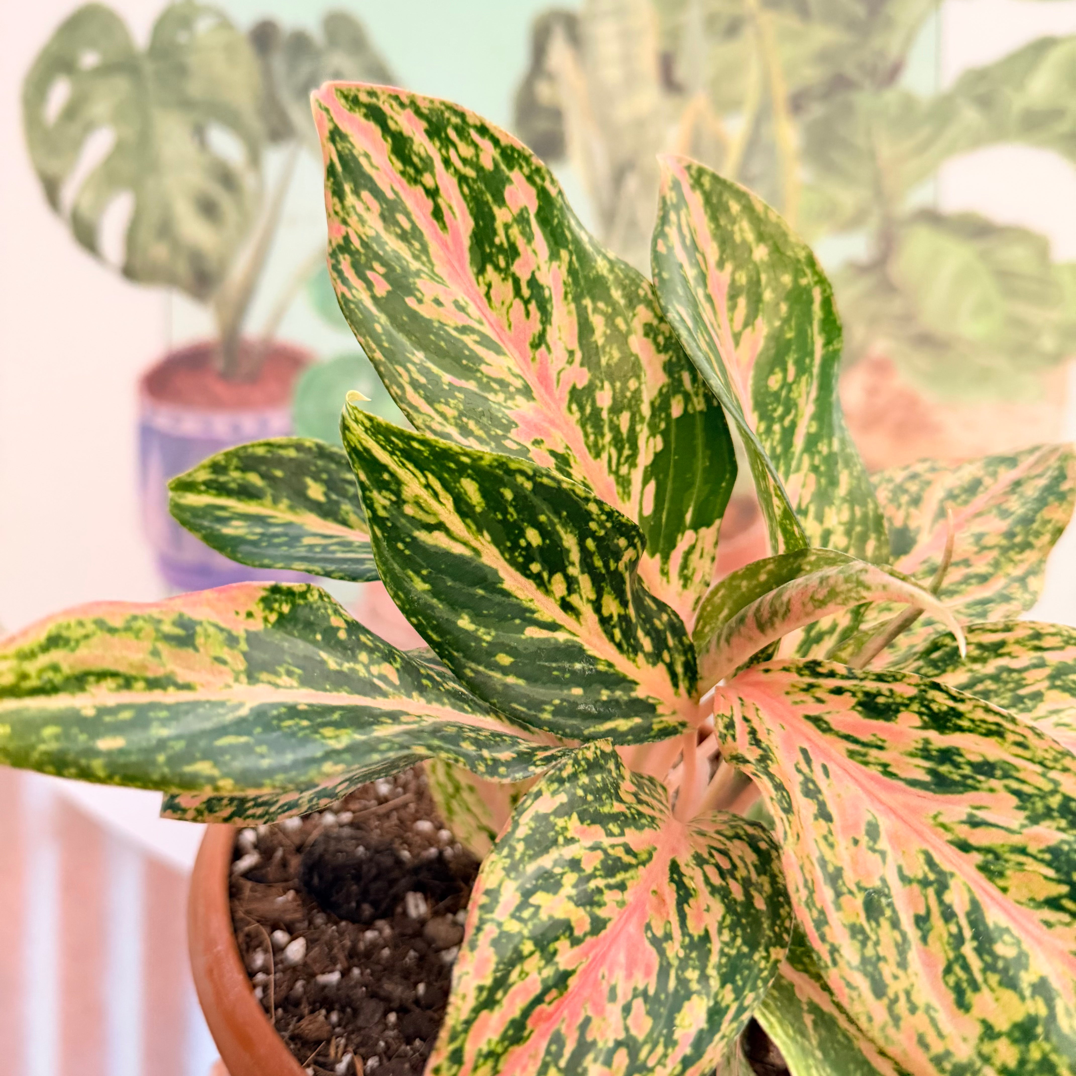 Vivero Mis Tesoros C Gloria