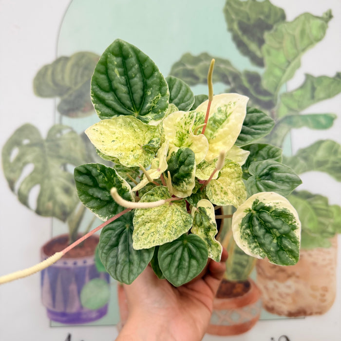Peperomia Albo Variegada