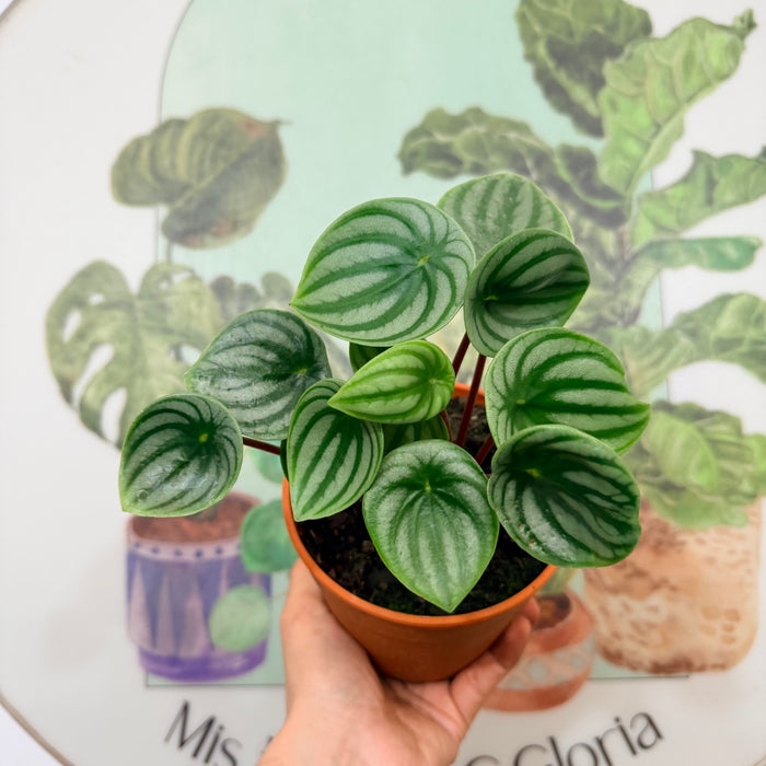 Peperomia Watermelon