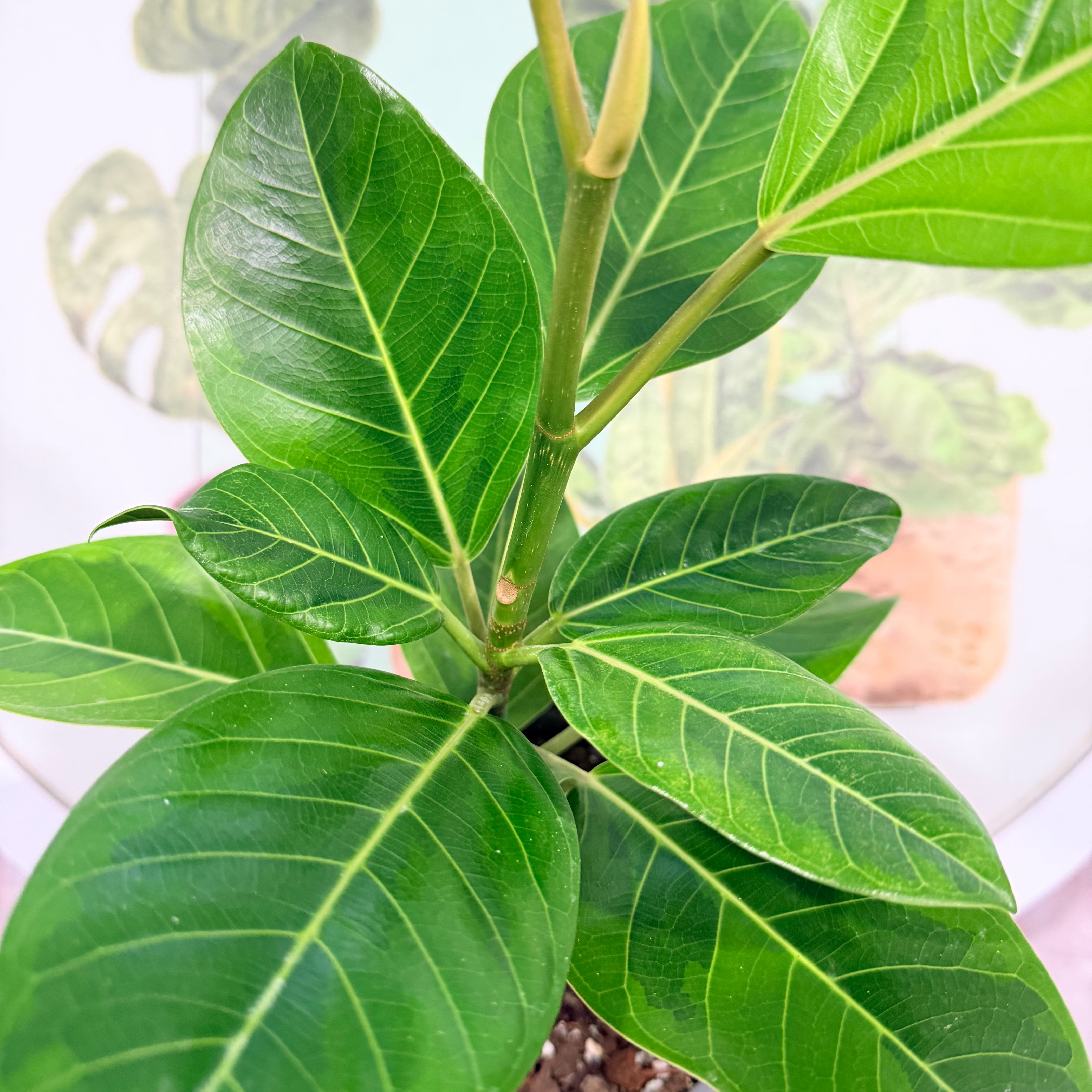 Vivero Mis Tesoros C Gloria