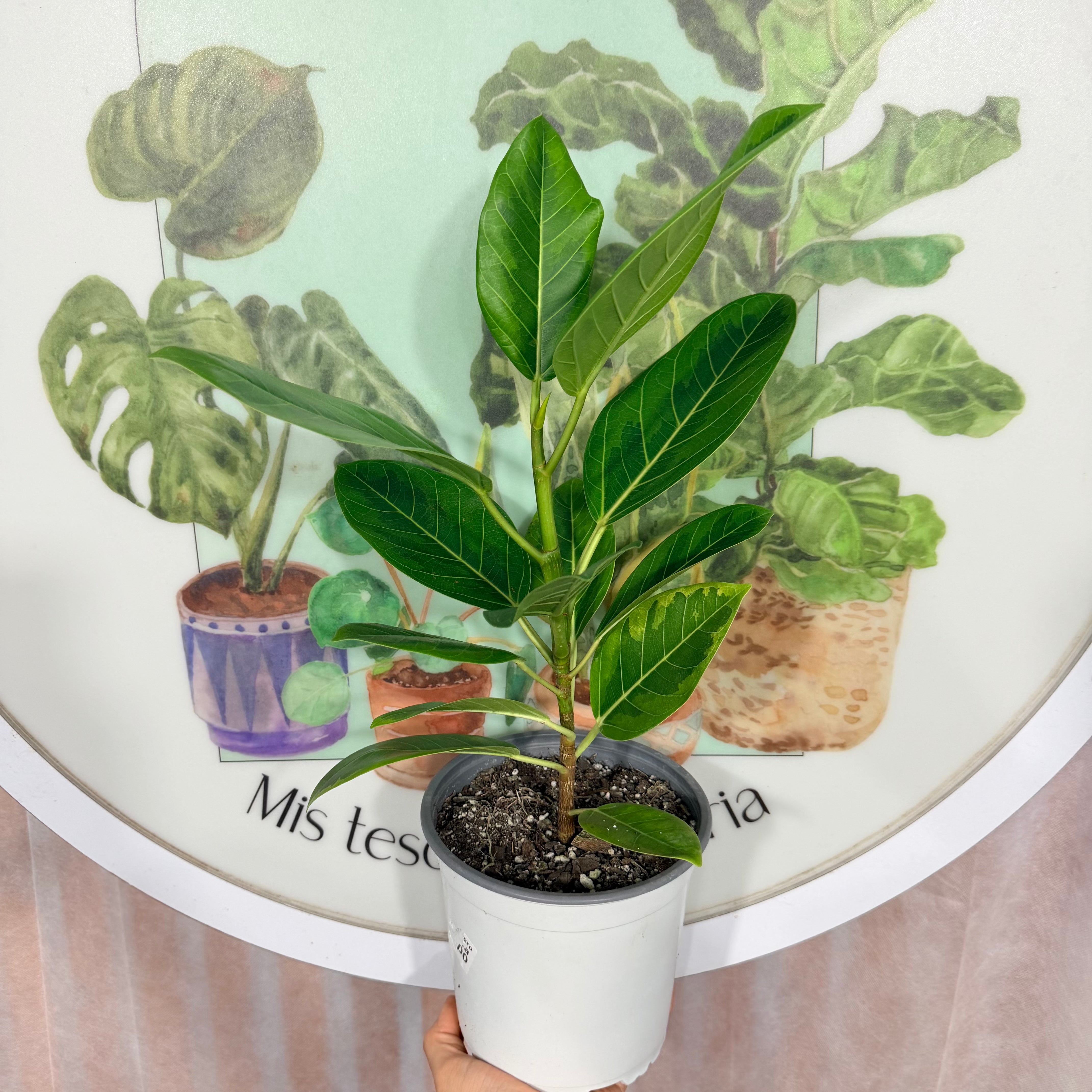 Ficus Altísima Variegado