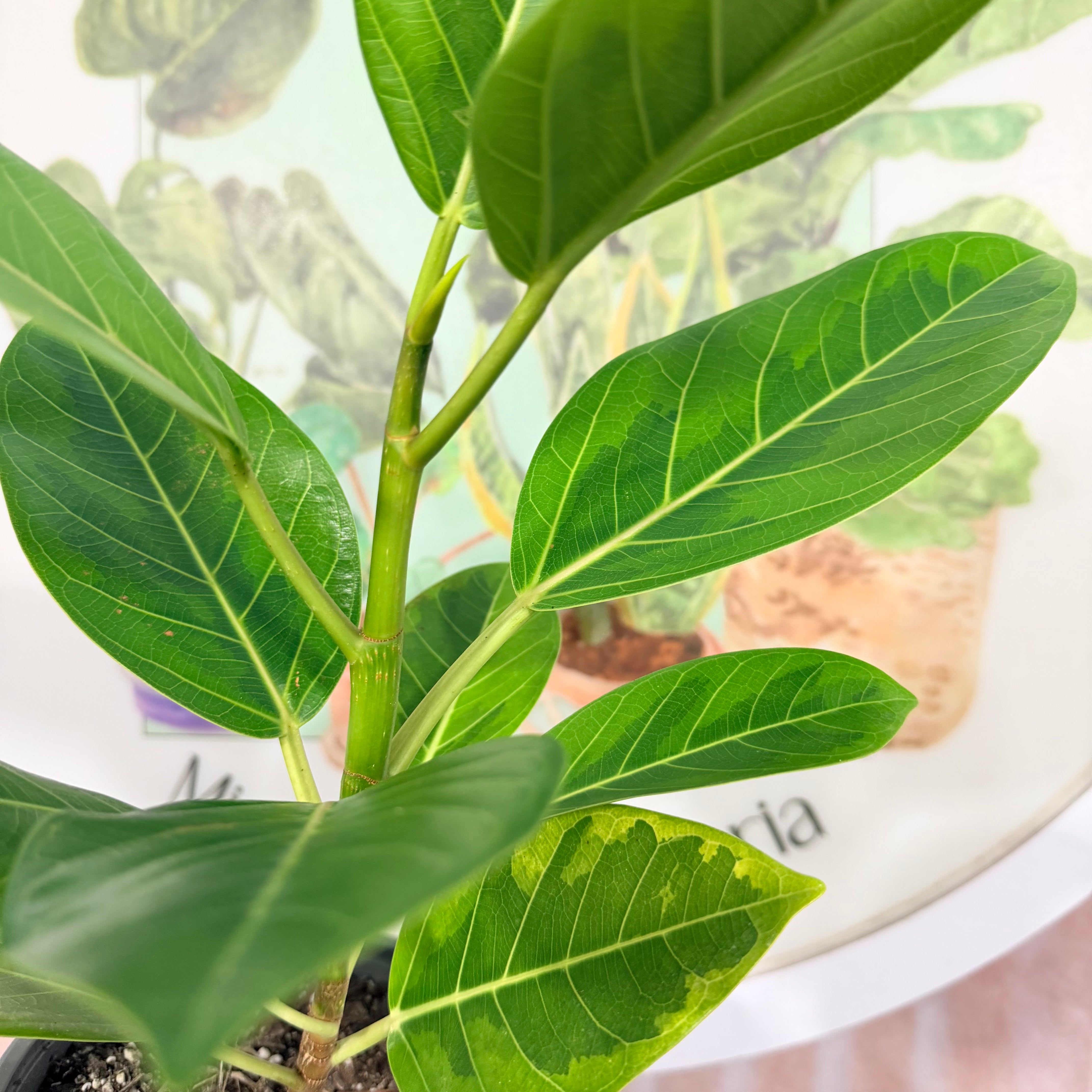 Vivero Mis Tesoros C Gloria