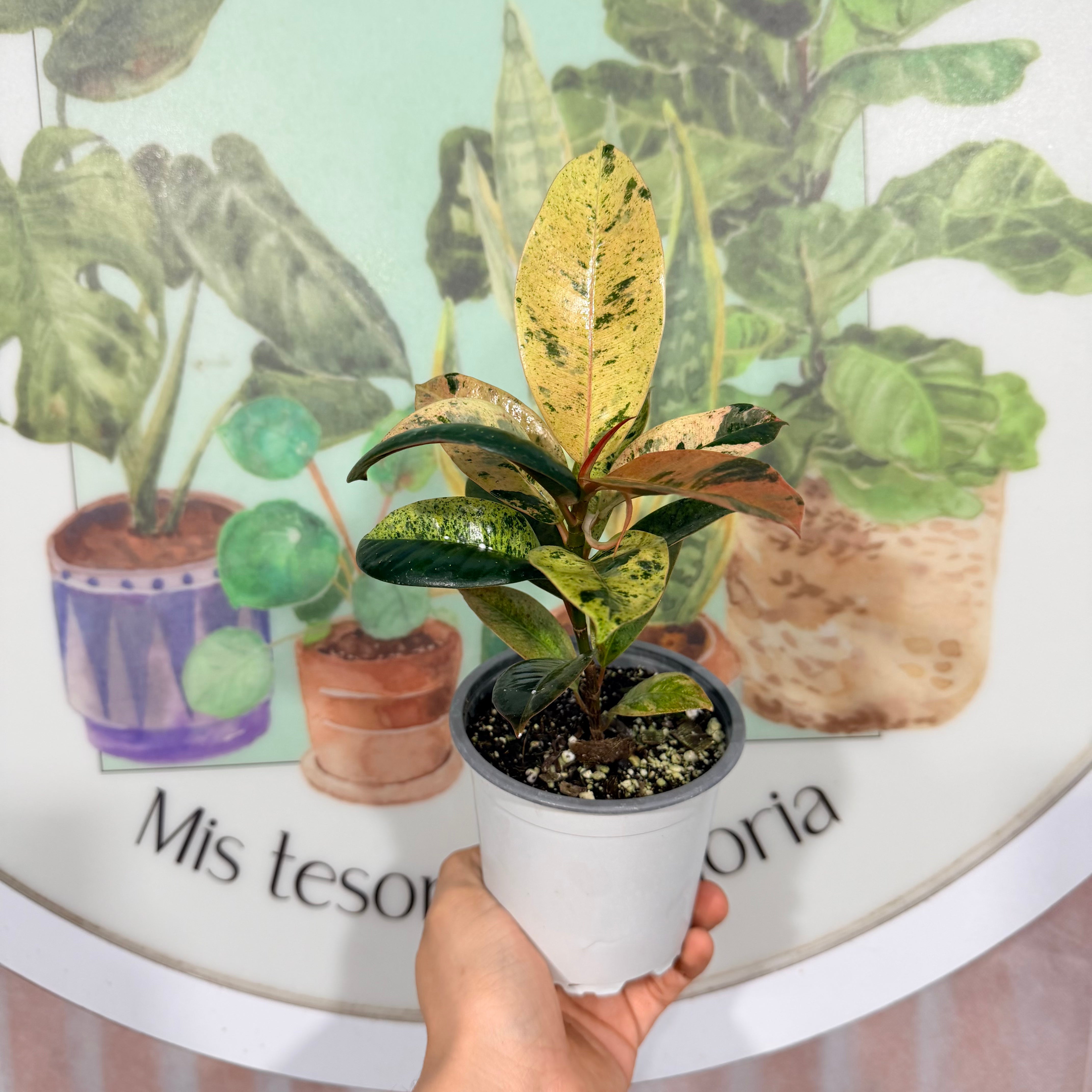 Vivero Mis Tesoros C Gloria