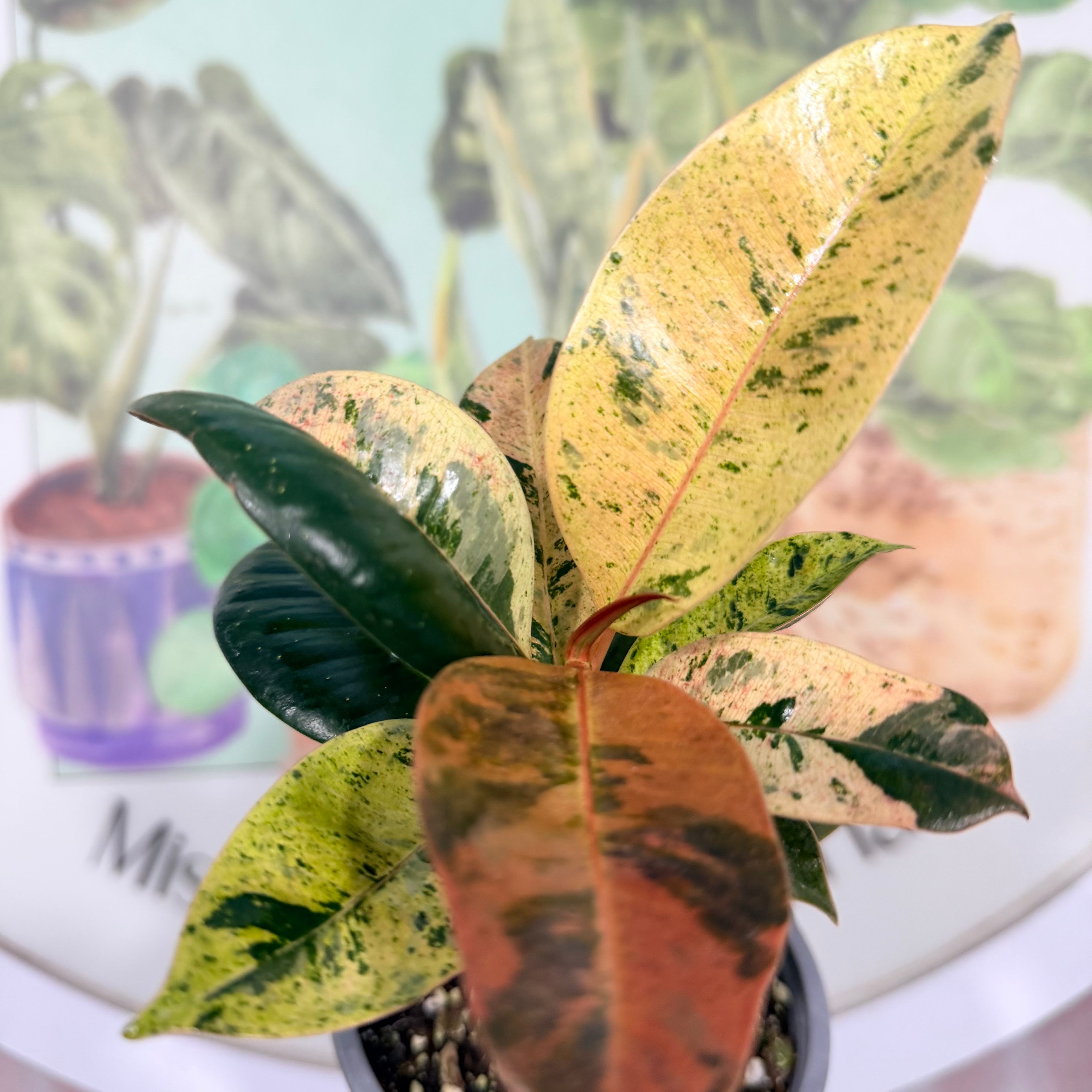 Vivero Mis Tesoros C Gloria