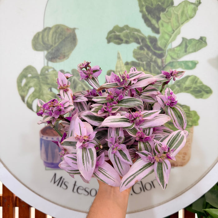 Tradescantia nanouk Pink