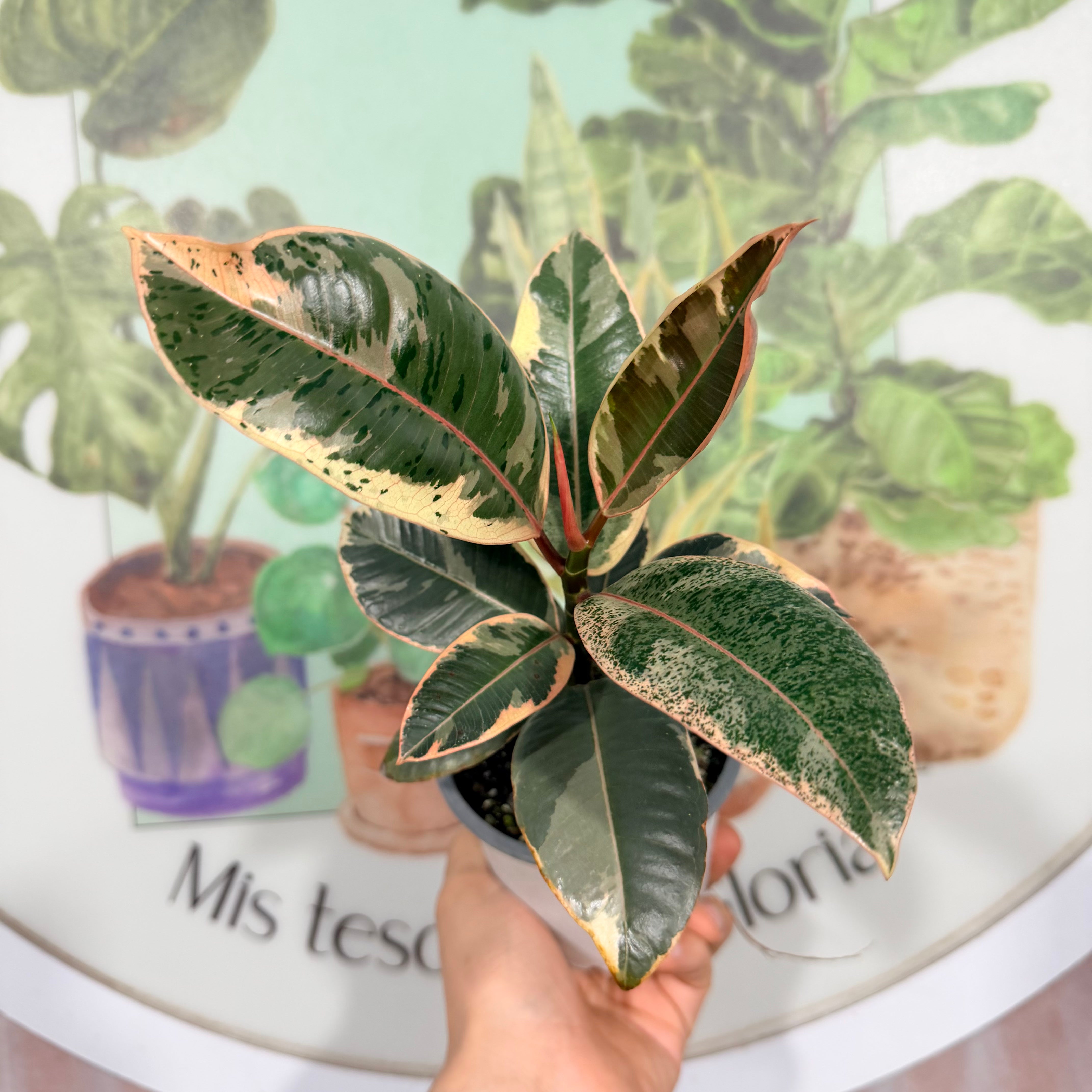 Vivero Mis Tesoros C Gloria