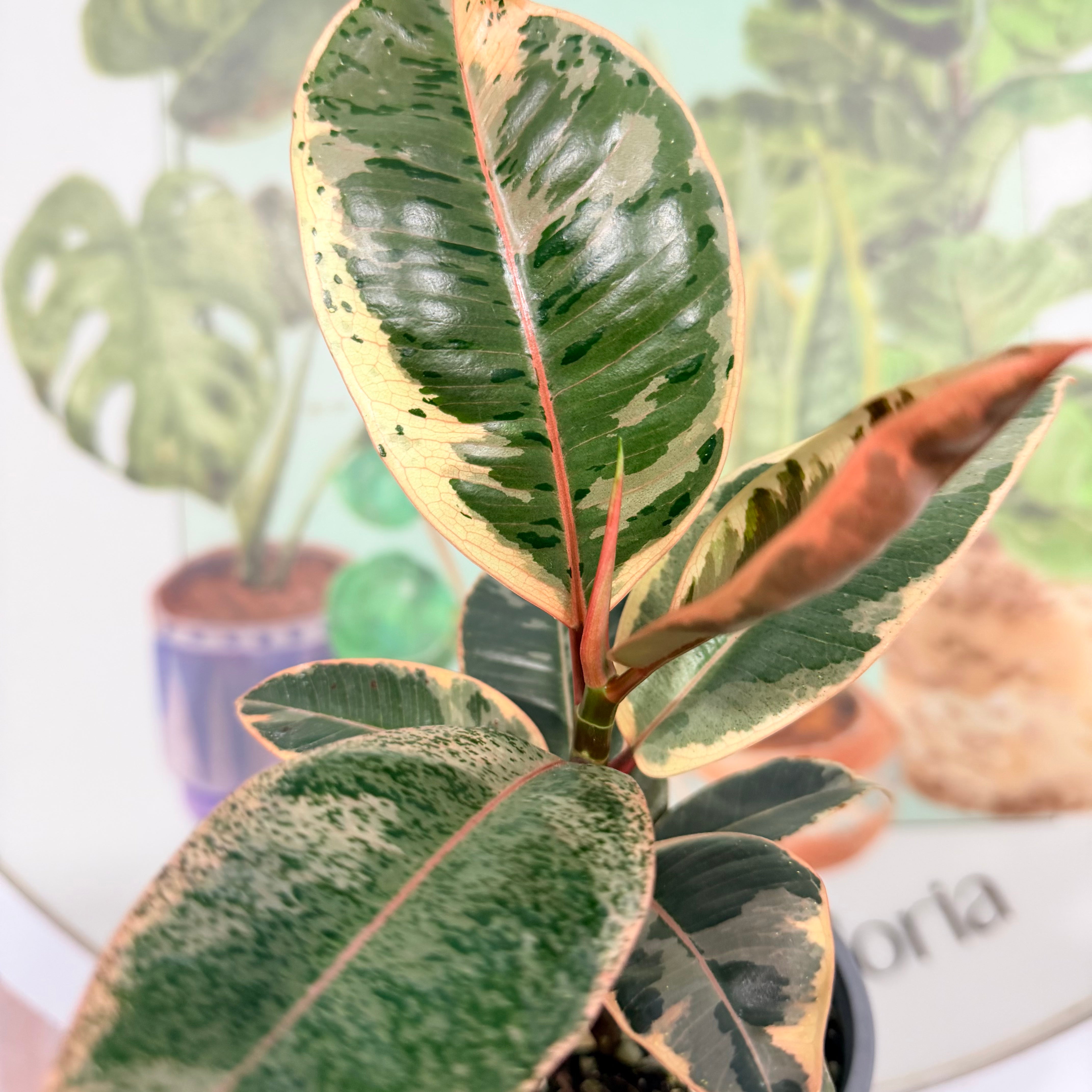 Vivero Mis Tesoros C Gloria