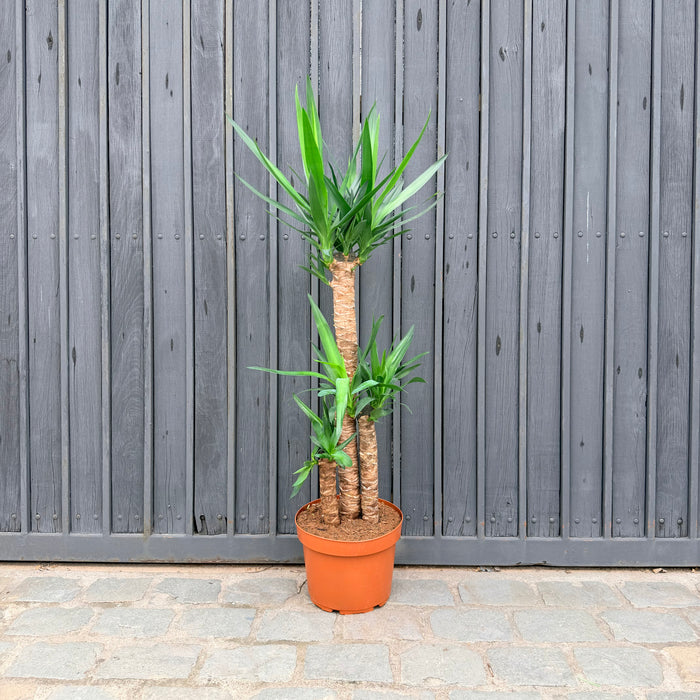 Yuca Triplev 50-70-130cm