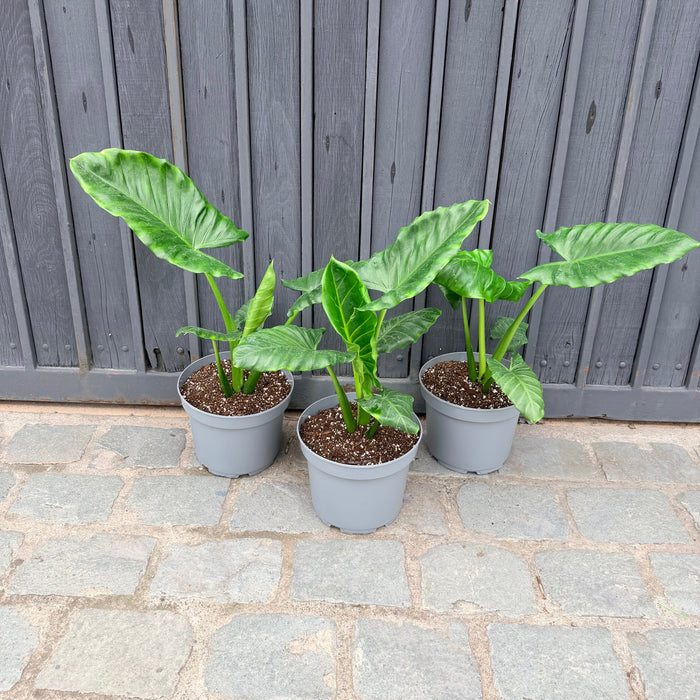 Manto de Eva 60-75 cm