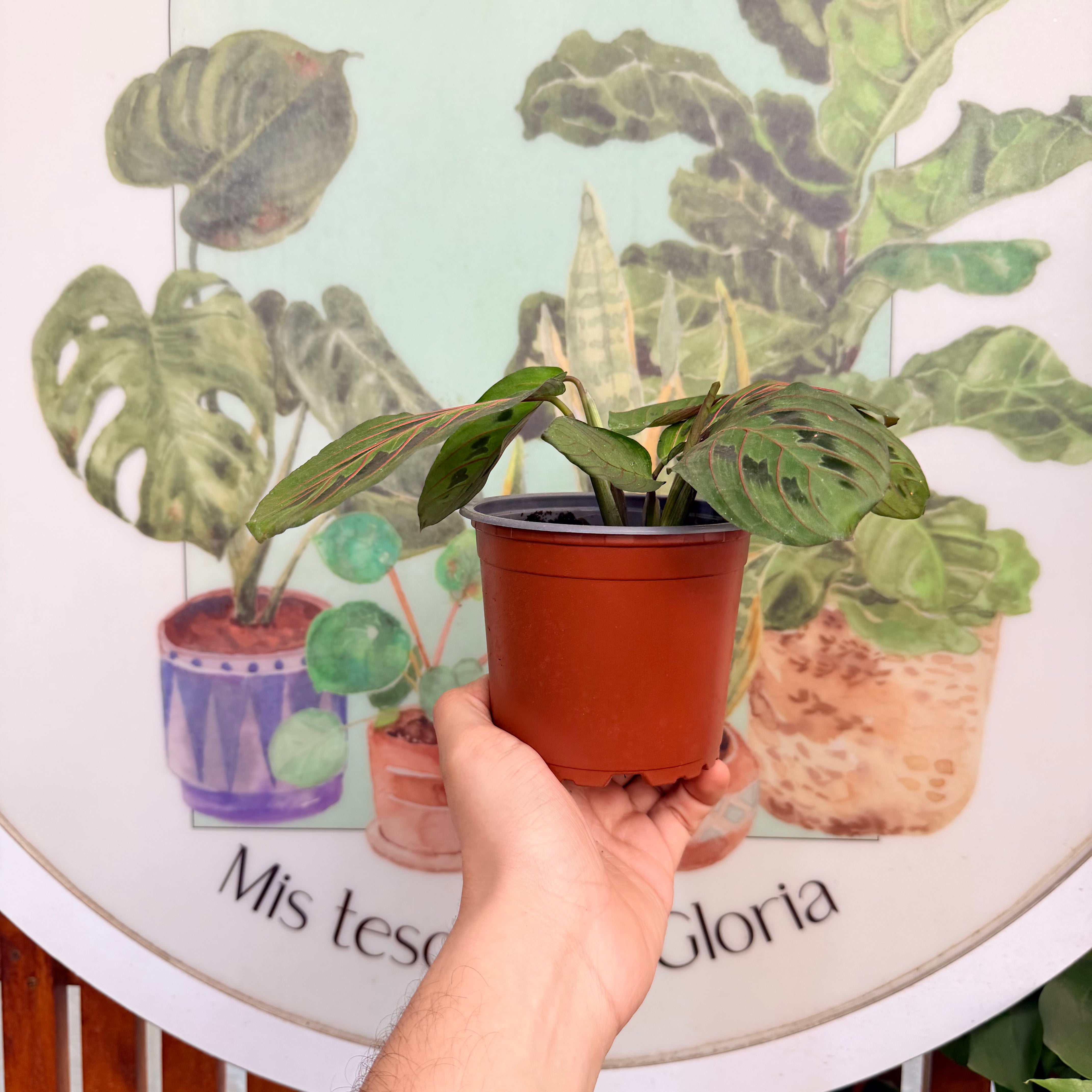 Maranta Leuconeura Tricolor