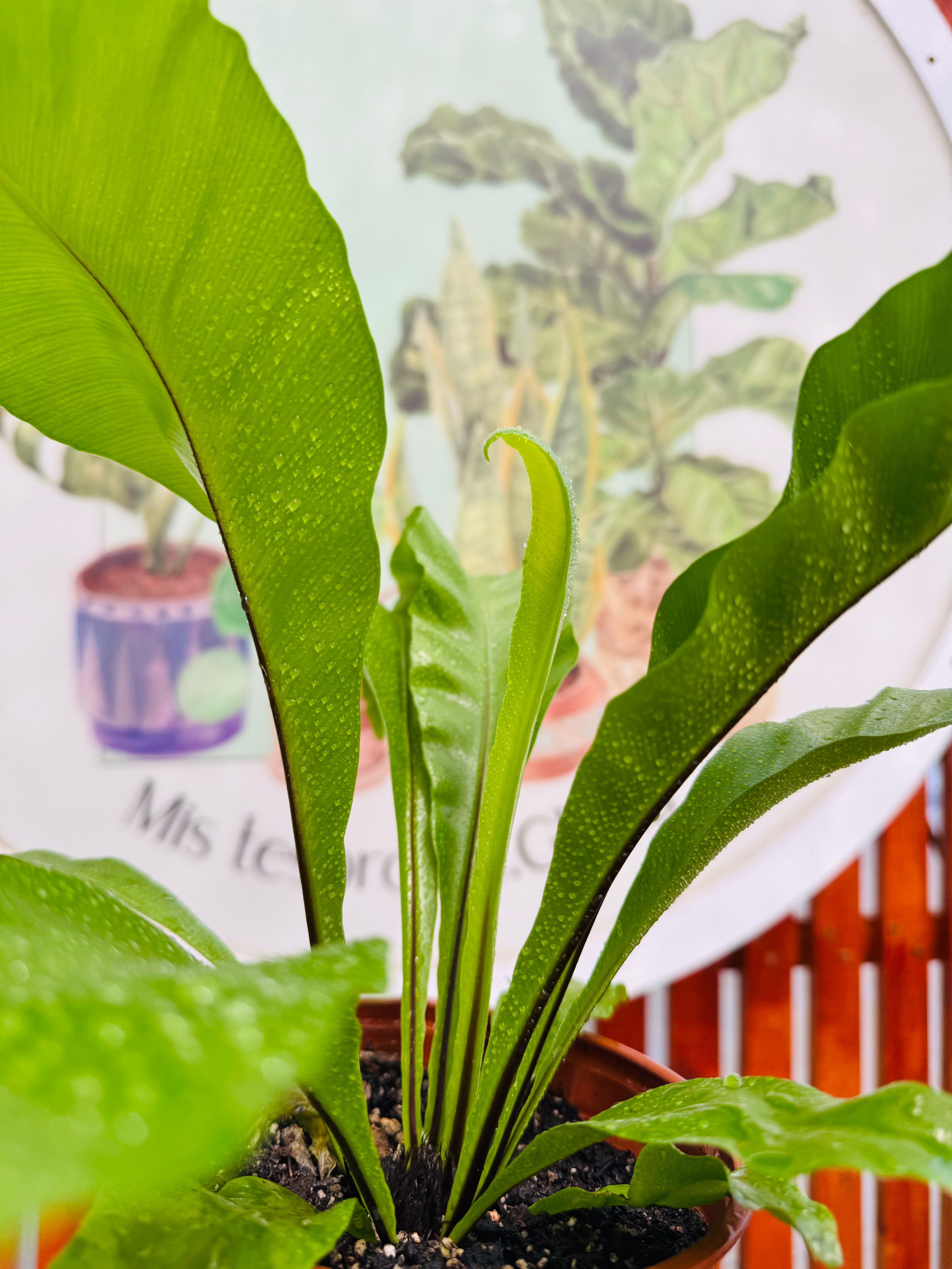 Helecho Asplenium - Nido de Aves "S"