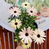 Osteospermum