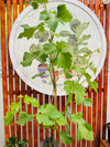 Parra Uva