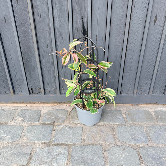 Hoya Krimson Queen con Pérgola