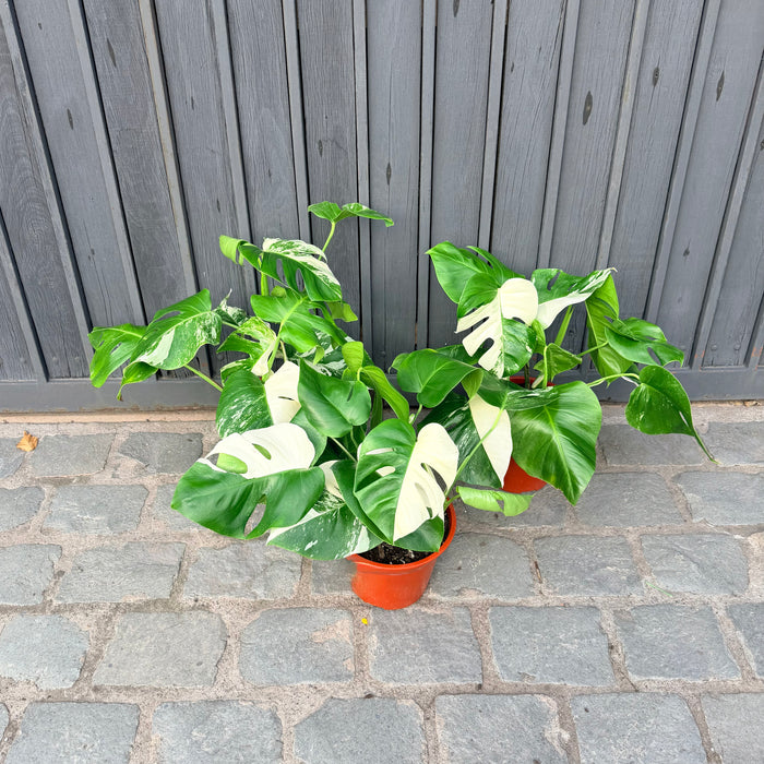 Monstera Borsigiana Albo Variegada
